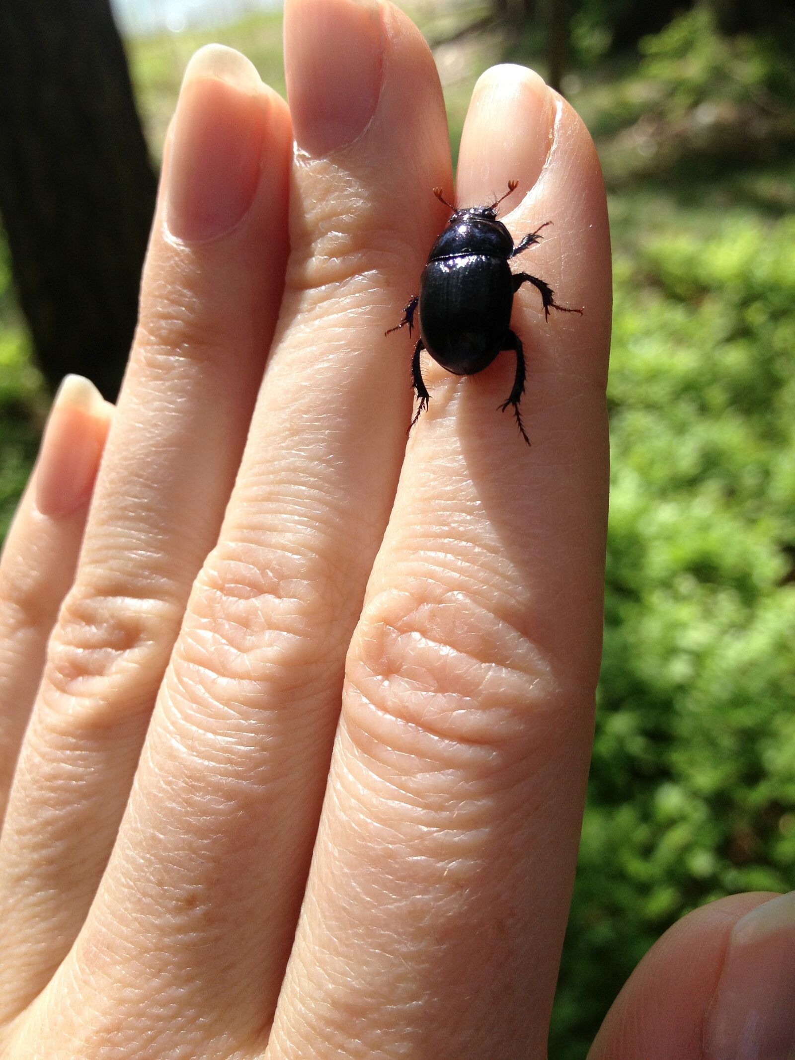Apple iPhone 4S sample photo. Beetle, hand, fingers photography