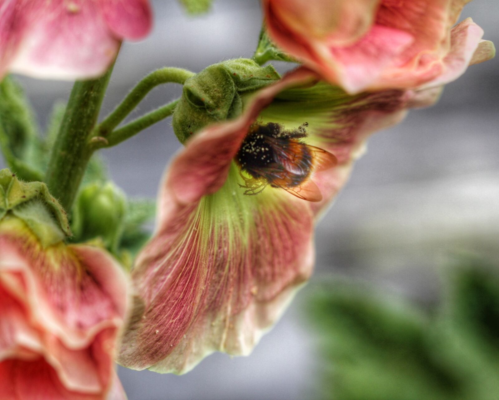 Canon EOS 500D (EOS Rebel T1i / EOS Kiss X3) sample photo. Bumblebee, flower, summer photography