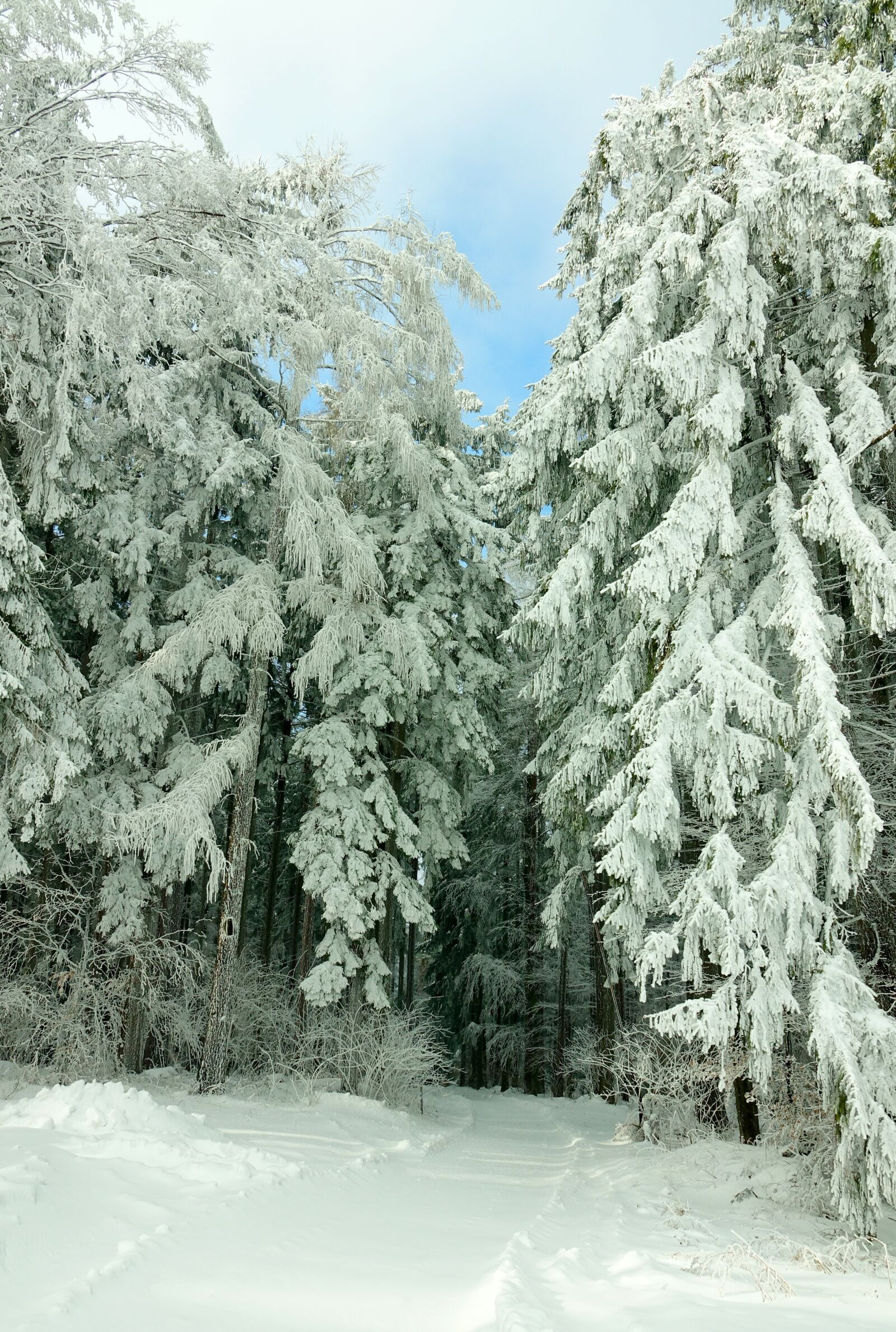 Sony Cyber-shot DSC-RX10 III sample photo. Winter, snow, frost photography