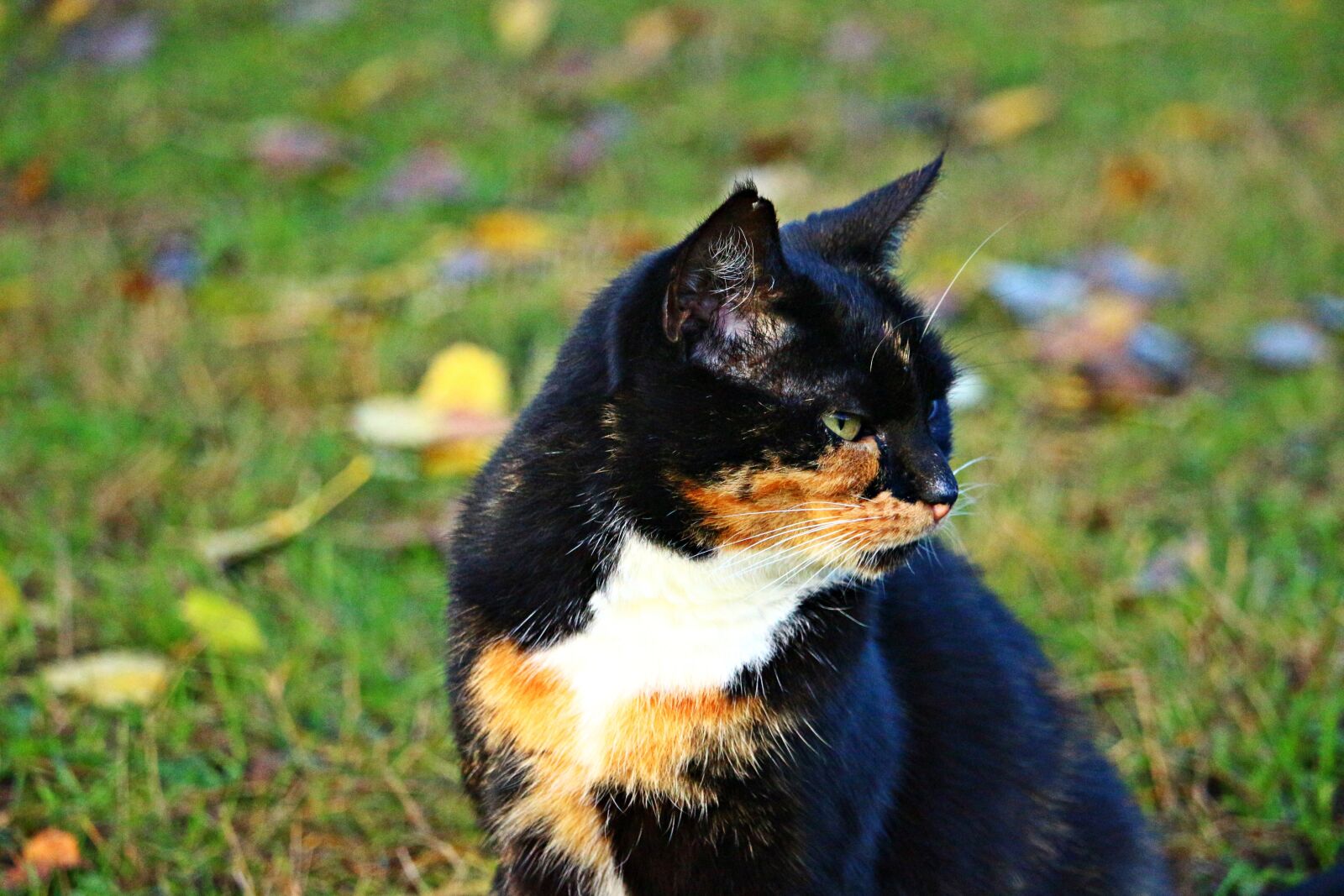 Canon EOS 100D (EOS Rebel SL1 / EOS Kiss X7) sample photo. Kitten, mieze, cat photography