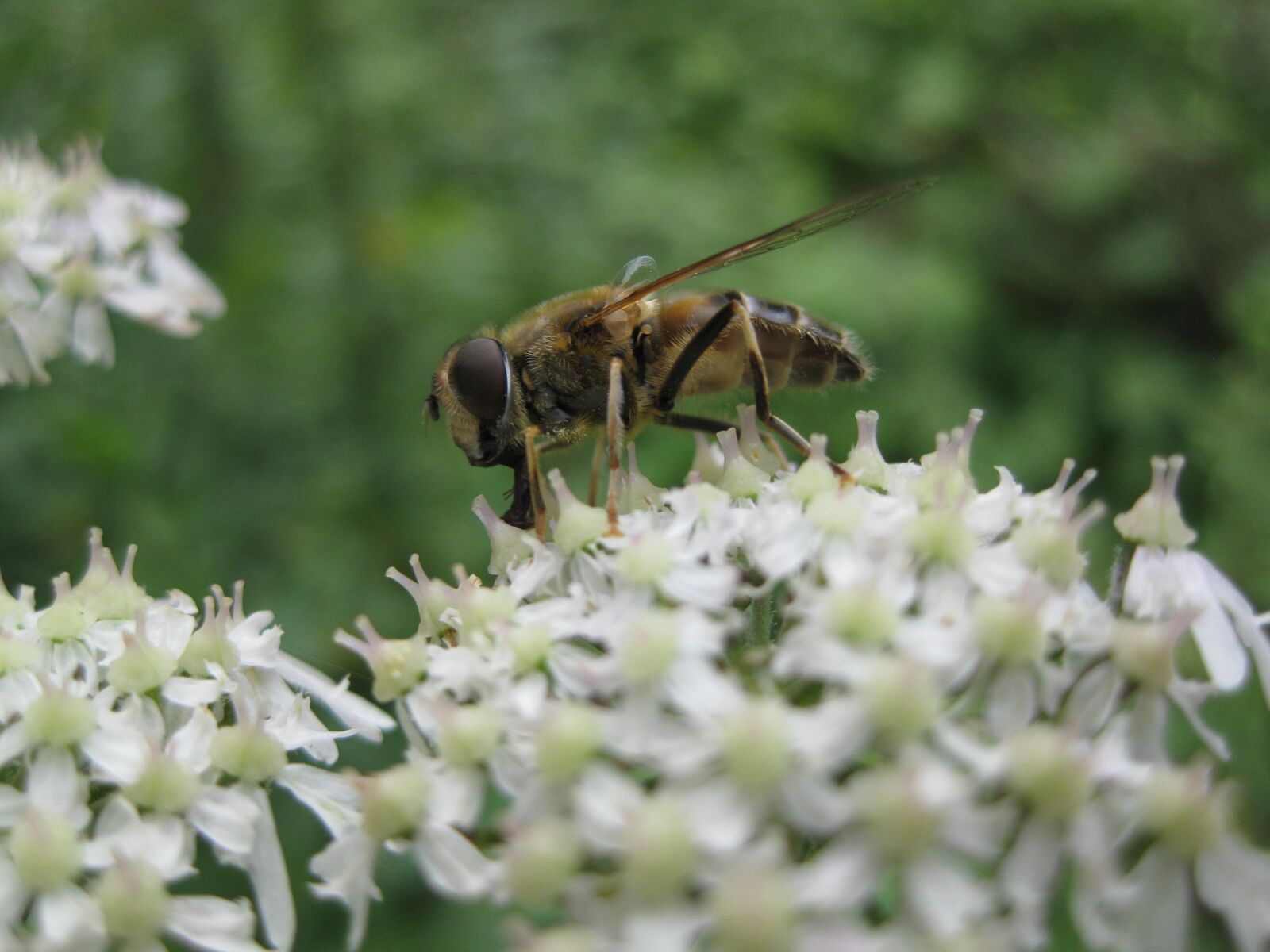 Canon PowerShot SD770 IS (Digital IXUS 85 IS / IXY Digital 25 IS) sample photo. Bee, flower, nature photography
