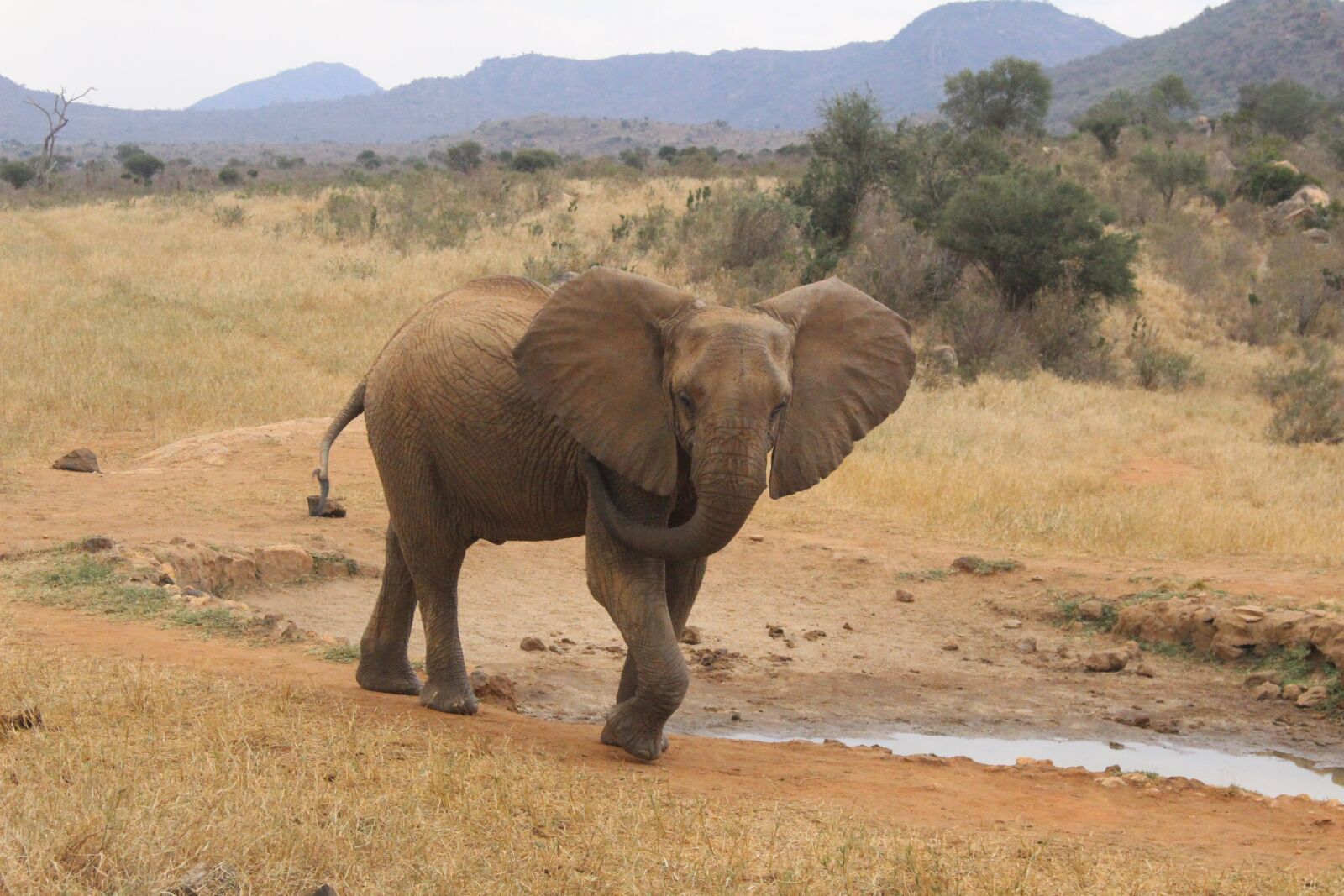 Canon EOS 700D (EOS Rebel T5i / EOS Kiss X7i) sample photo. Elephant, natural, kenya photography