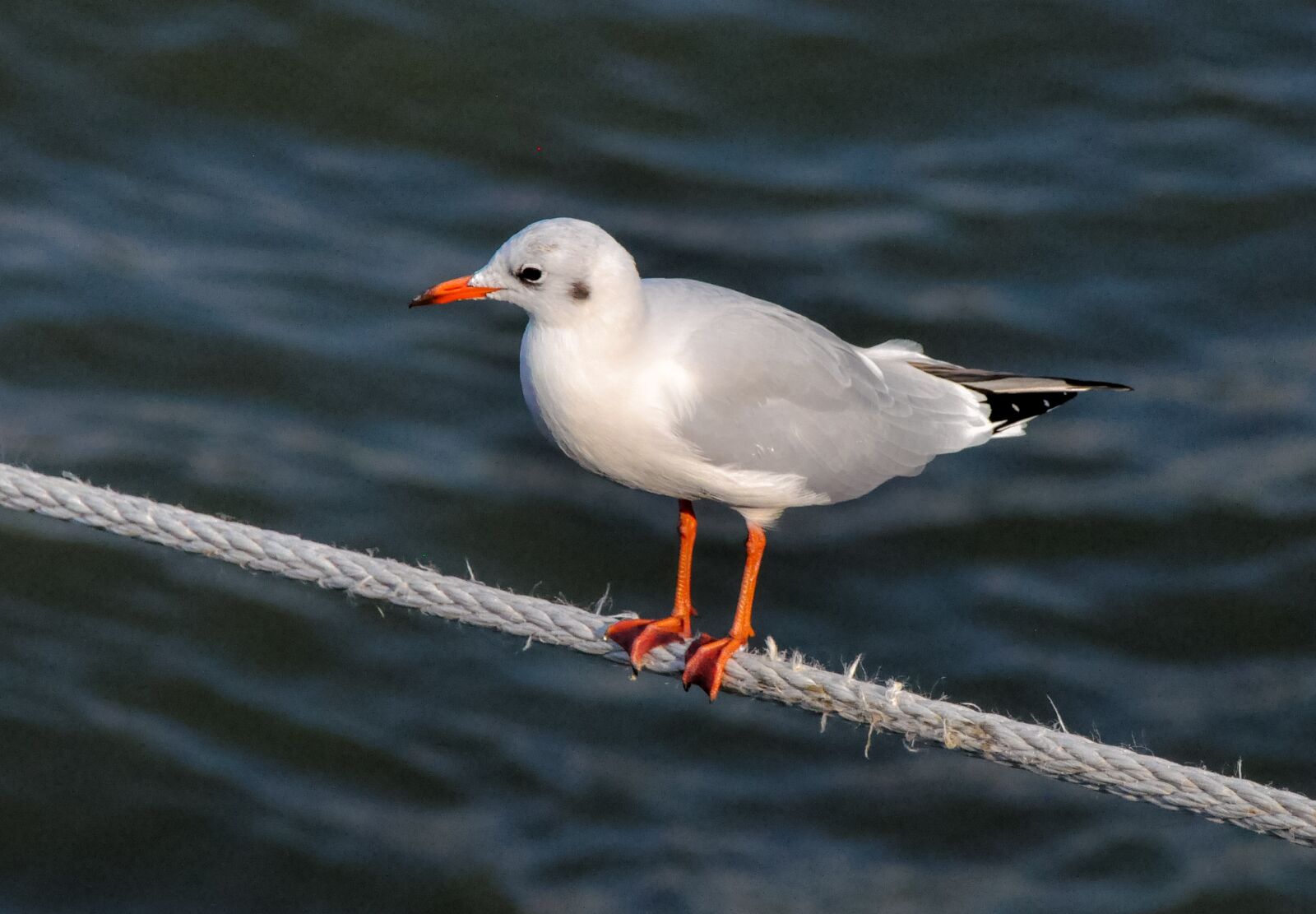 Nikon D90 sample photo. Bird, animal world, waters photography