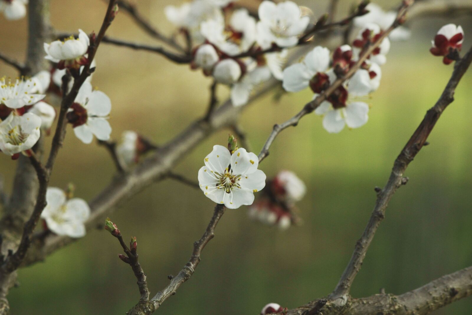 Canon EOS 600D (Rebel EOS T3i / EOS Kiss X5) sample photo. Aesthetic, apricot, blossom photography
