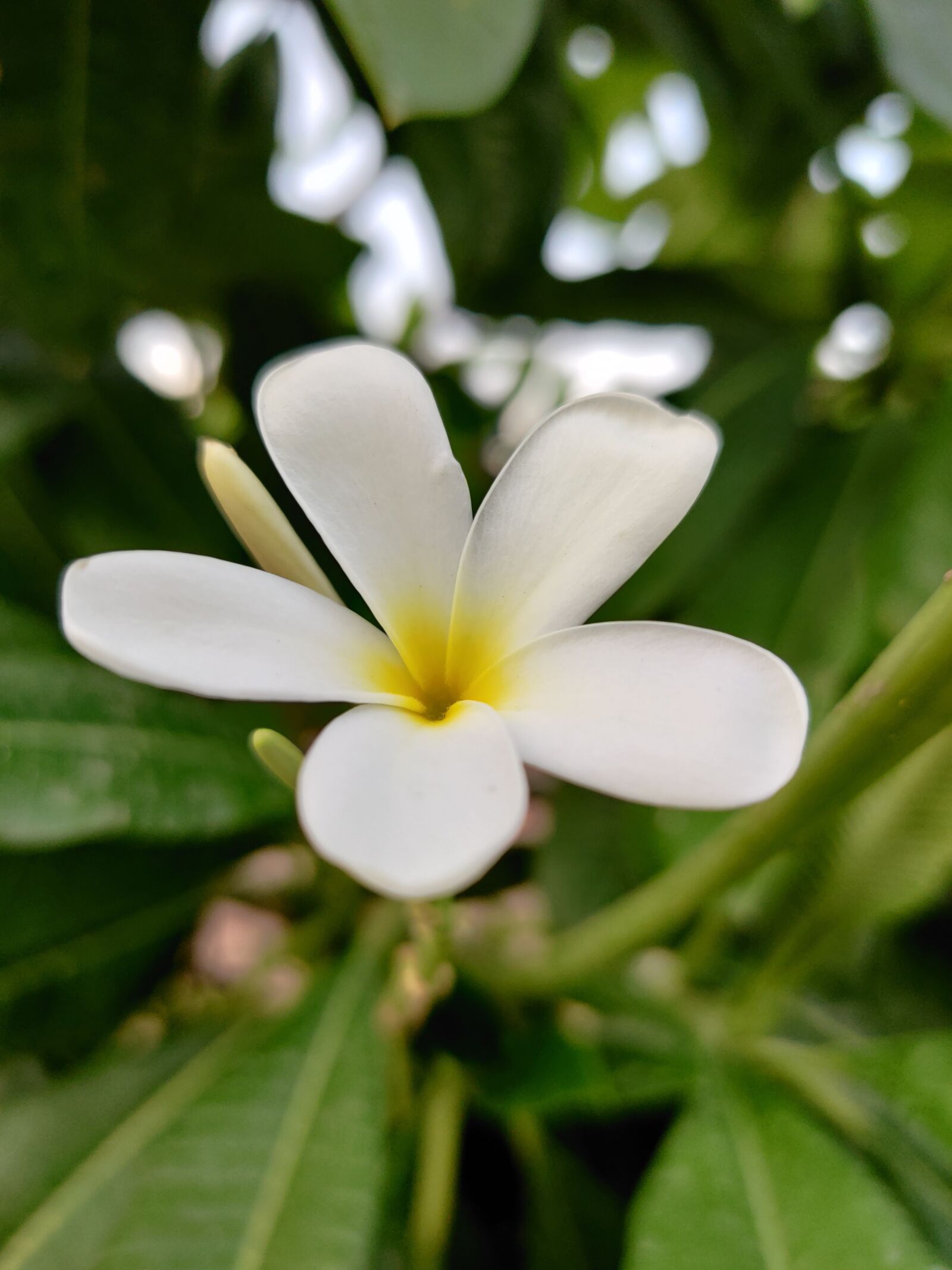 OnePlus HD1901 sample photo. Beautiful flower, nature, beautiful photography