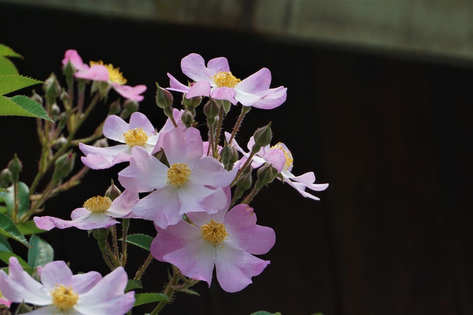 Sony a5100 sample photo. Stuck under the flower photography