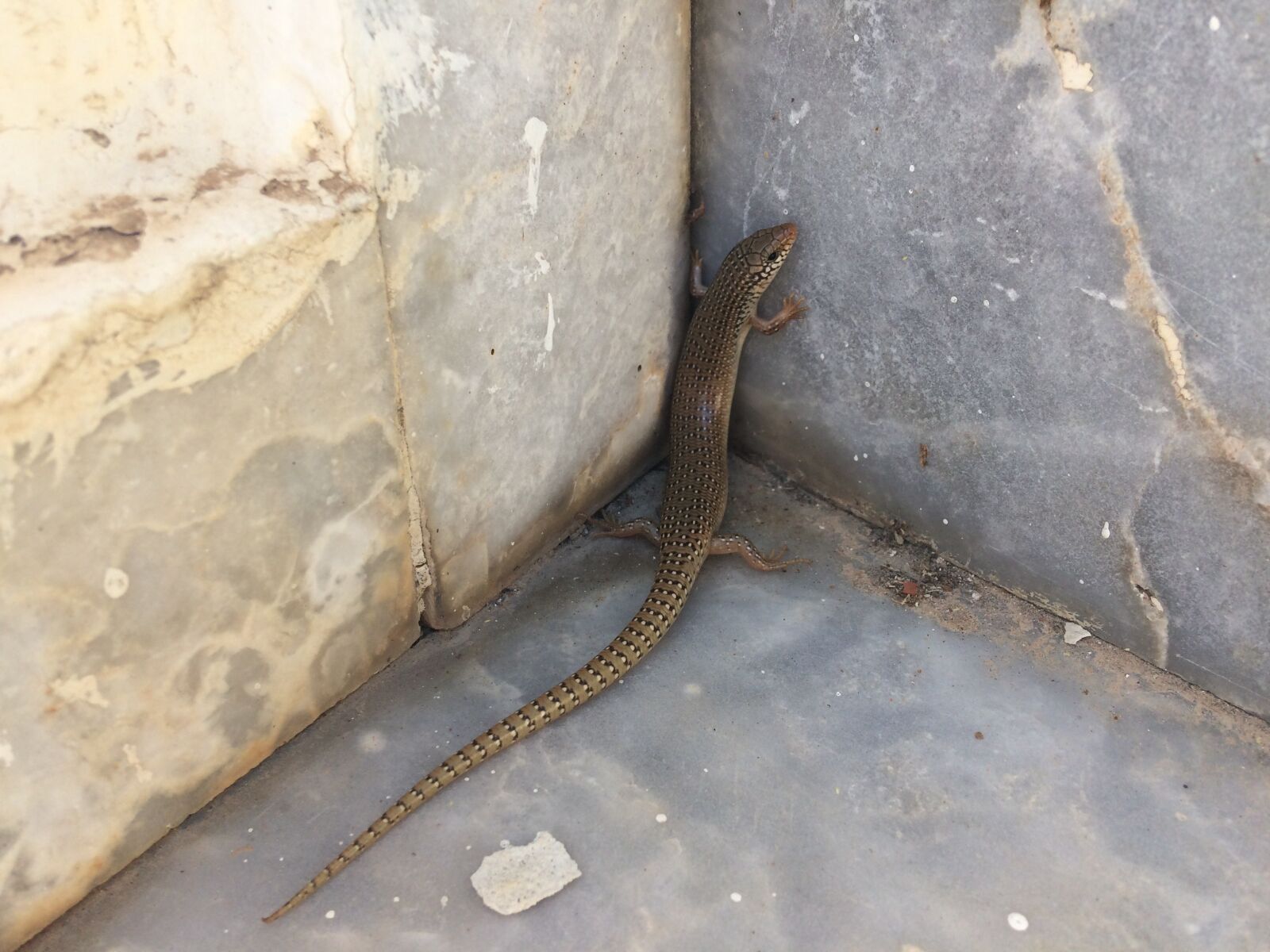 iPhone 5s back camera 4.15mm f/2.2 sample photo. Walzenskink, lizard, crete photography