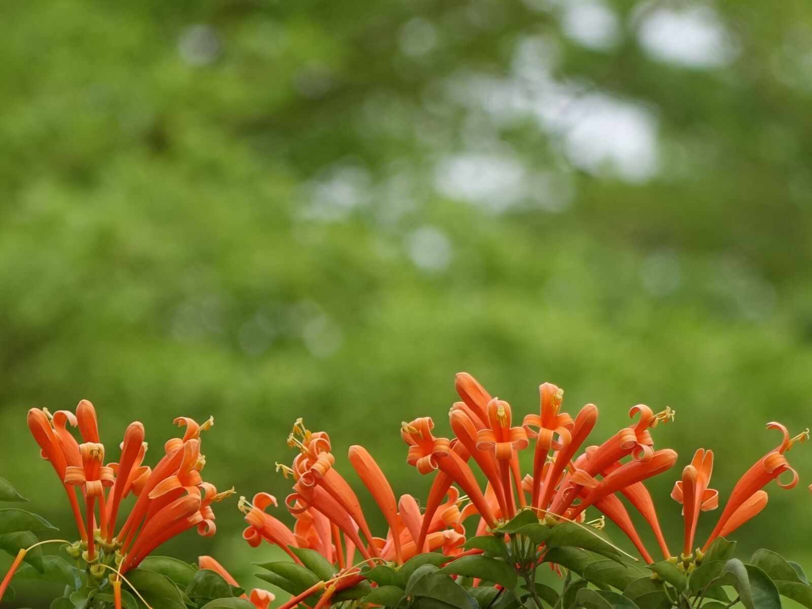 Sony Cyber-shot DSC-RX10 sample photo. Firecracker flower, flame vine photography