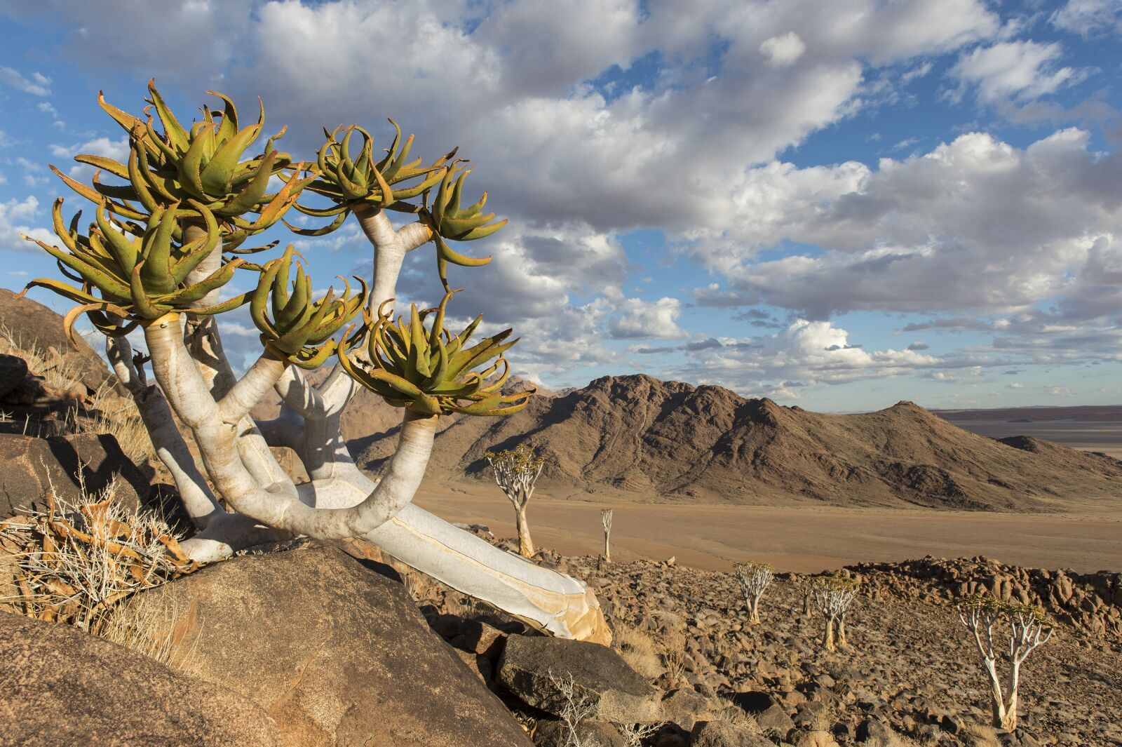 Nikon D4 sample photo. Quiver tree, namibia, nature photography