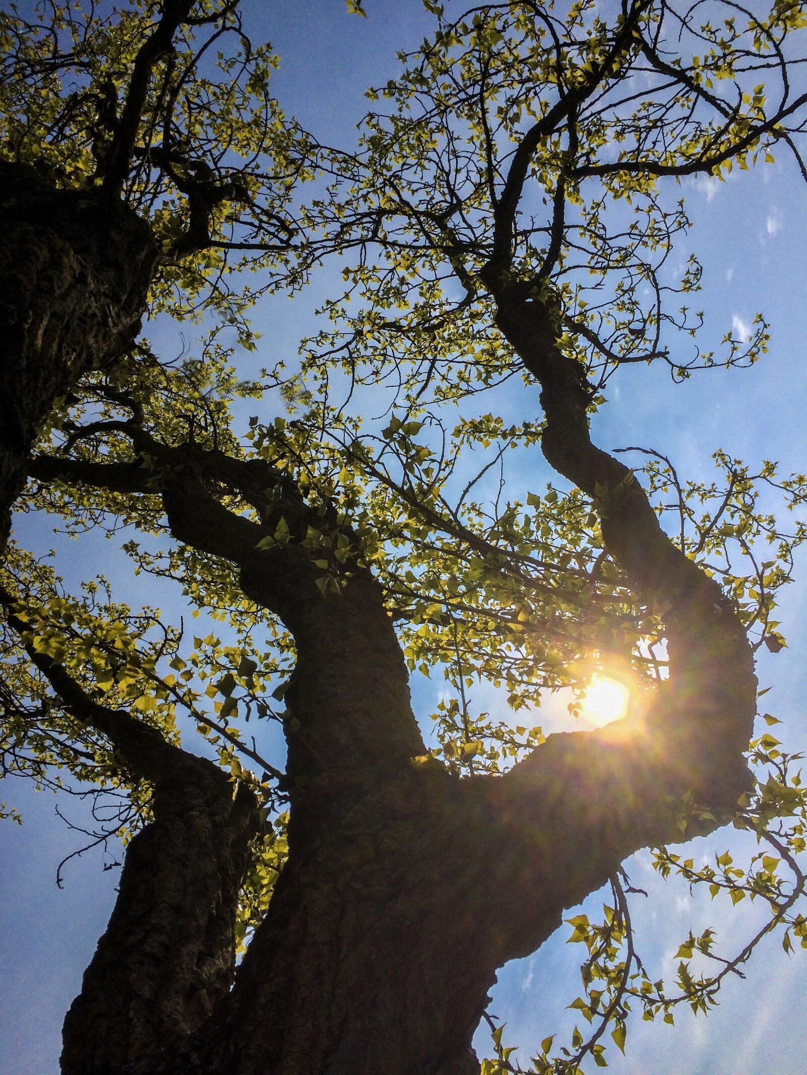 Apple iPhone 5s sample photo. Spring, poplar, trees photography