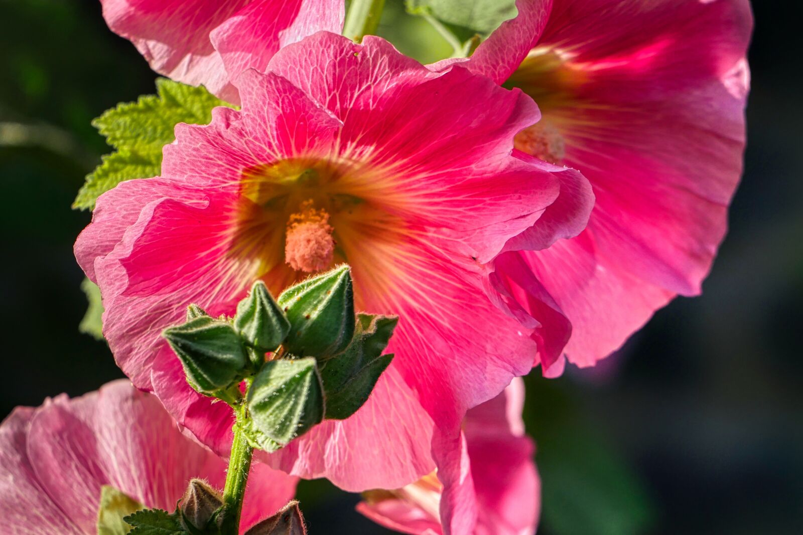 Panasonic Lumix DMC-GX8 sample photo. Flower, blossom, bloom photography