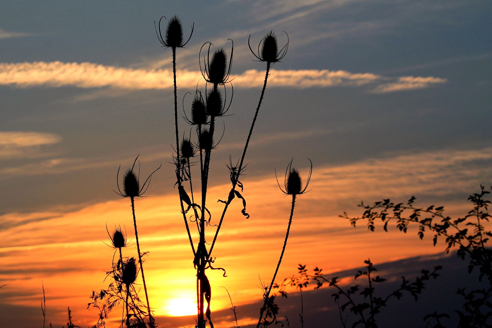 Canon EF-S 55-250mm F4-5.6 IS STM sample photo. Sunset, wild teasel, silhouette photography