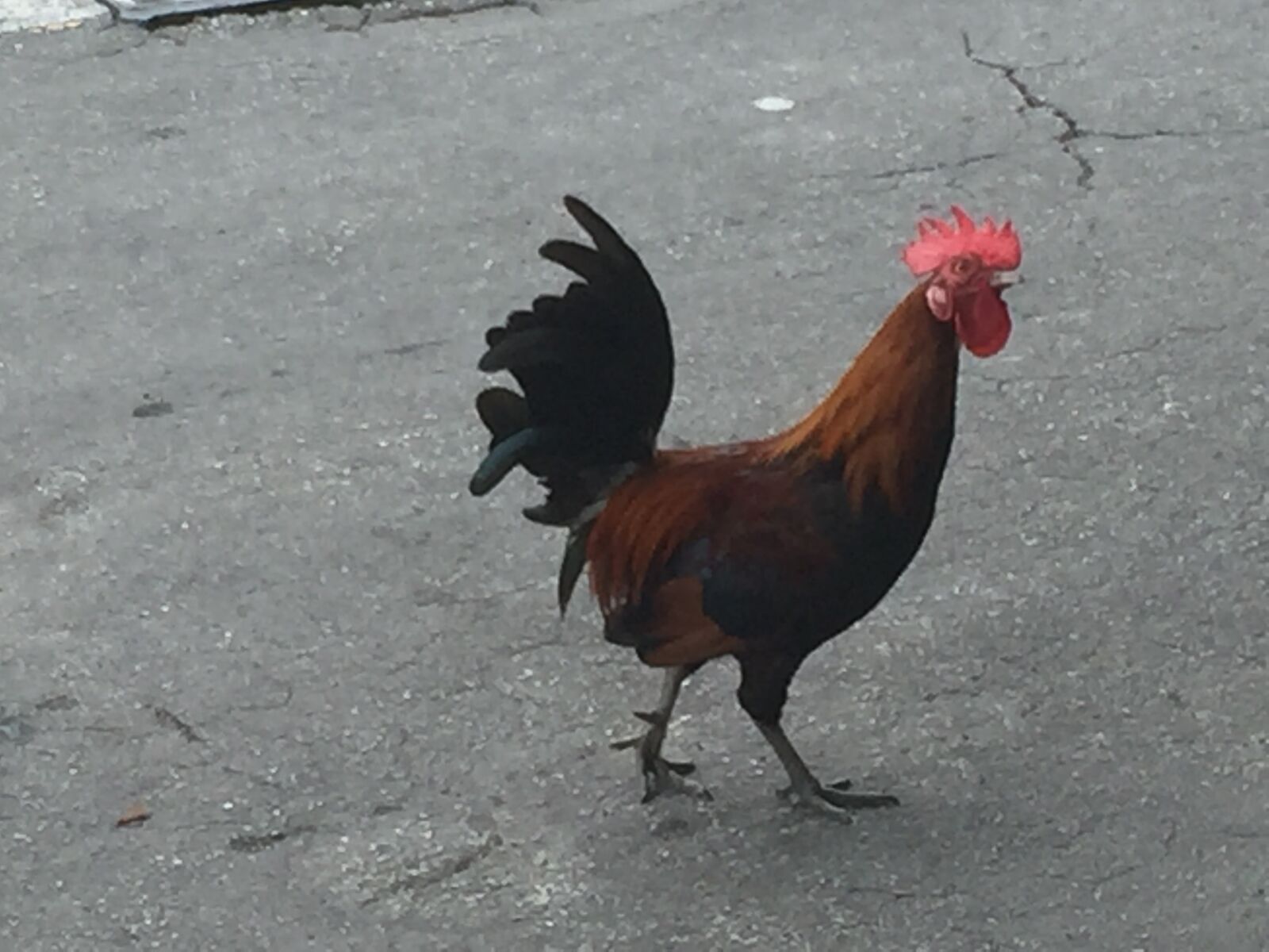 Apple iPhone 6 sample photo. Rooster photography