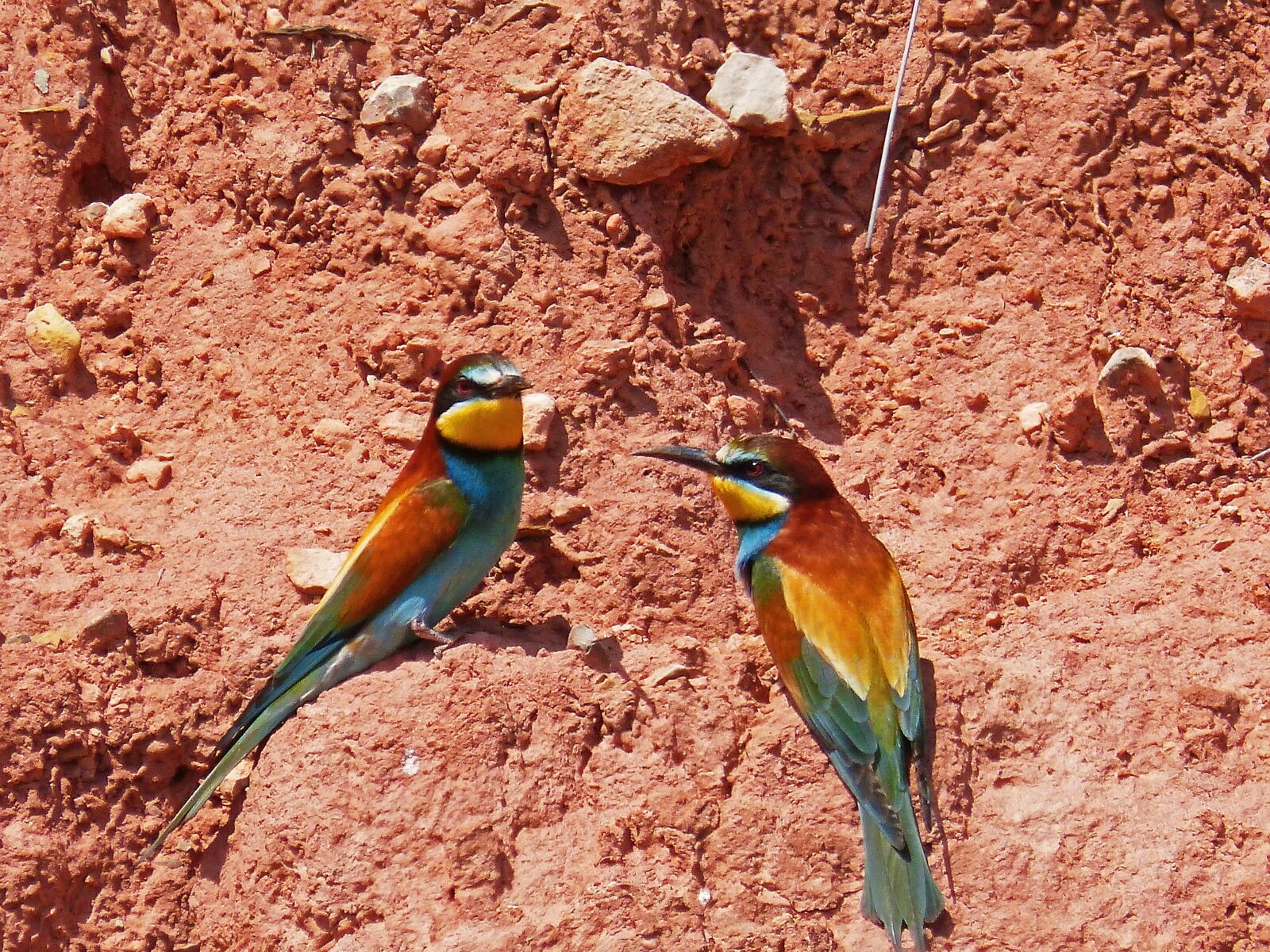 Panasonic DMC-FZ62 sample photo. Bee-eater, pair of bee-eaters photography