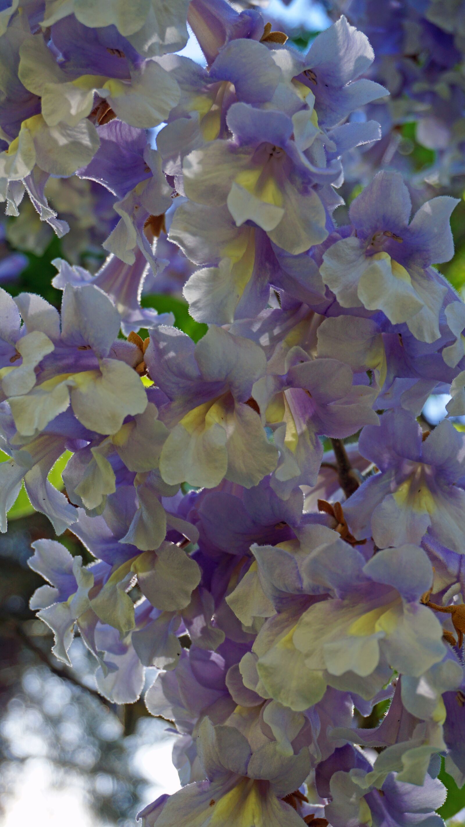 Sony E 16-50mm F3.5-5.6 PZ OSS sample photo. Paulownia tomentosa, chinese empress photography