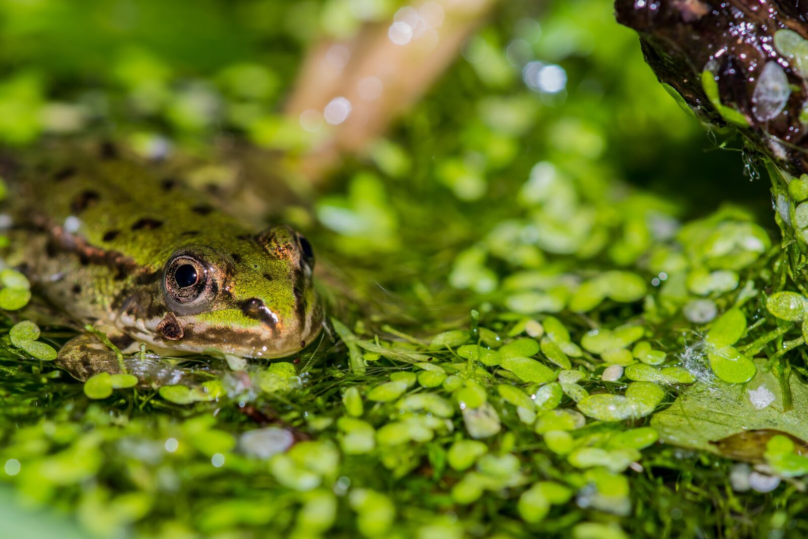 Nikon D600 sample photo. Frog, pond, water photography