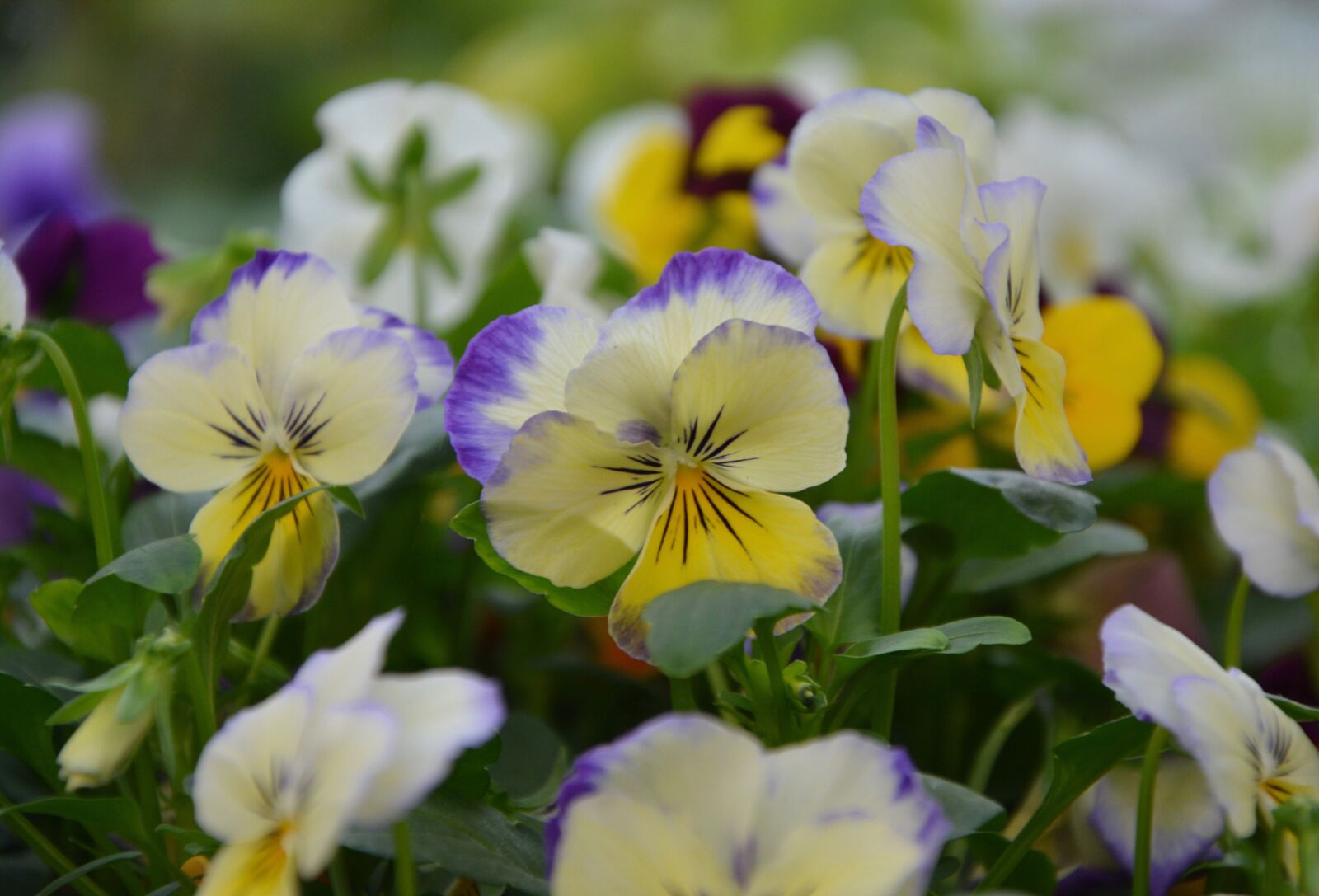 Nikon D5200 sample photo. Flowers, mini thoughts, yellow photography