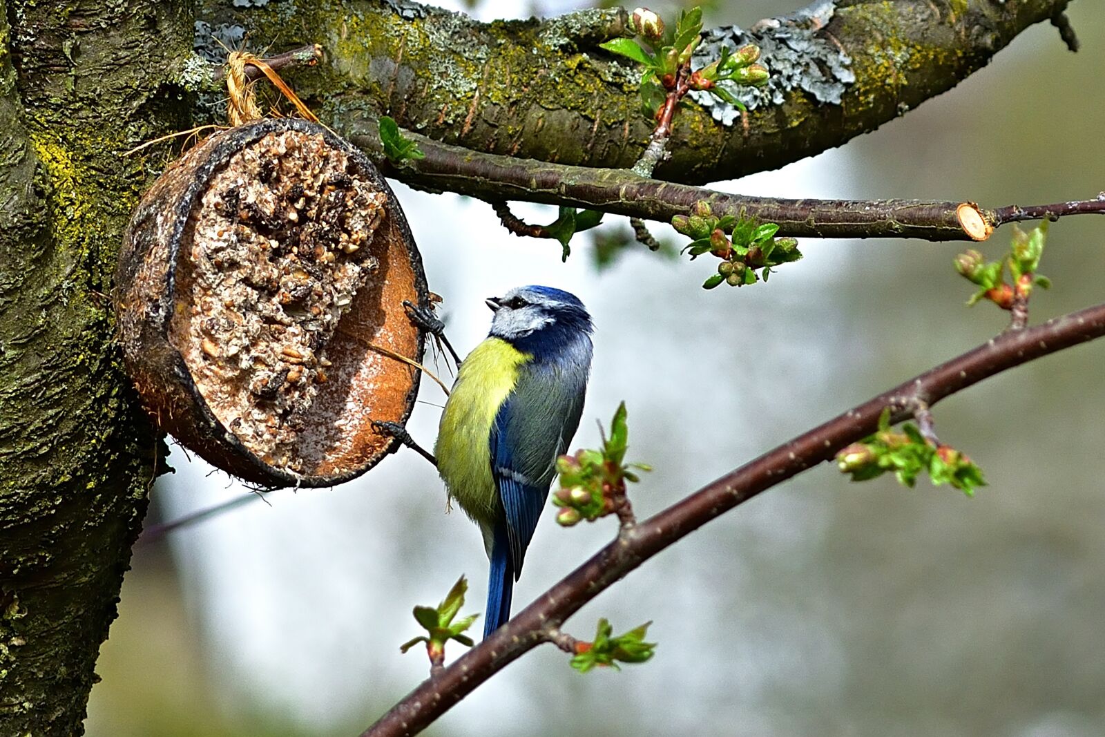 Nikon D5200 sample photo. Nature, garden, blue tit photography