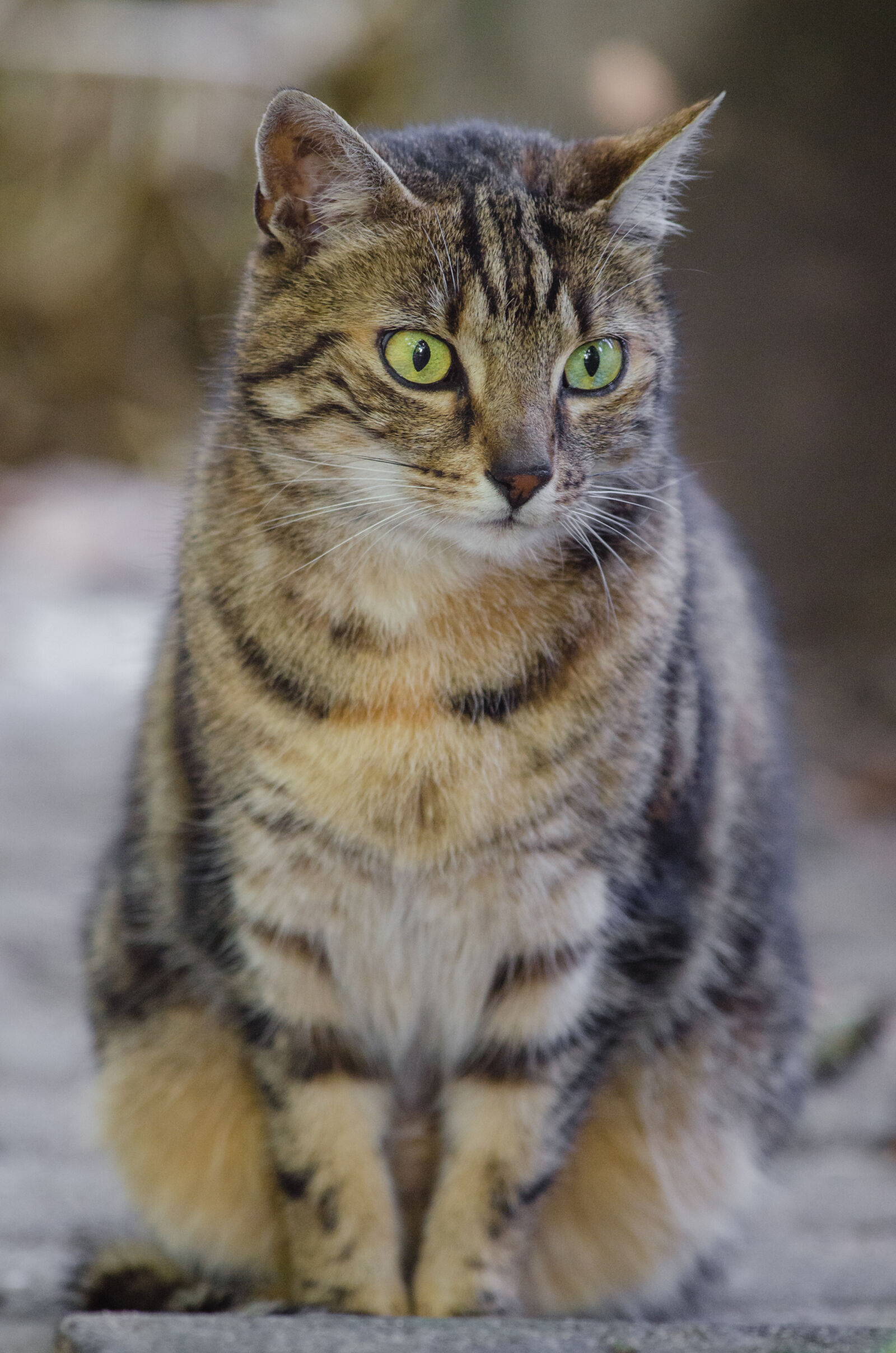 Nikon D7000 + Sigma APO Tele Macro 300mm F4 sample photo