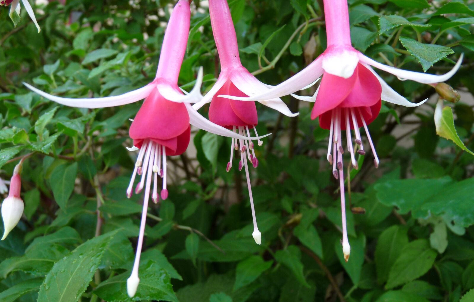 Panasonic Lumix DMC-FZ28 sample photo. Flower, fuchsia, hanging basket photography