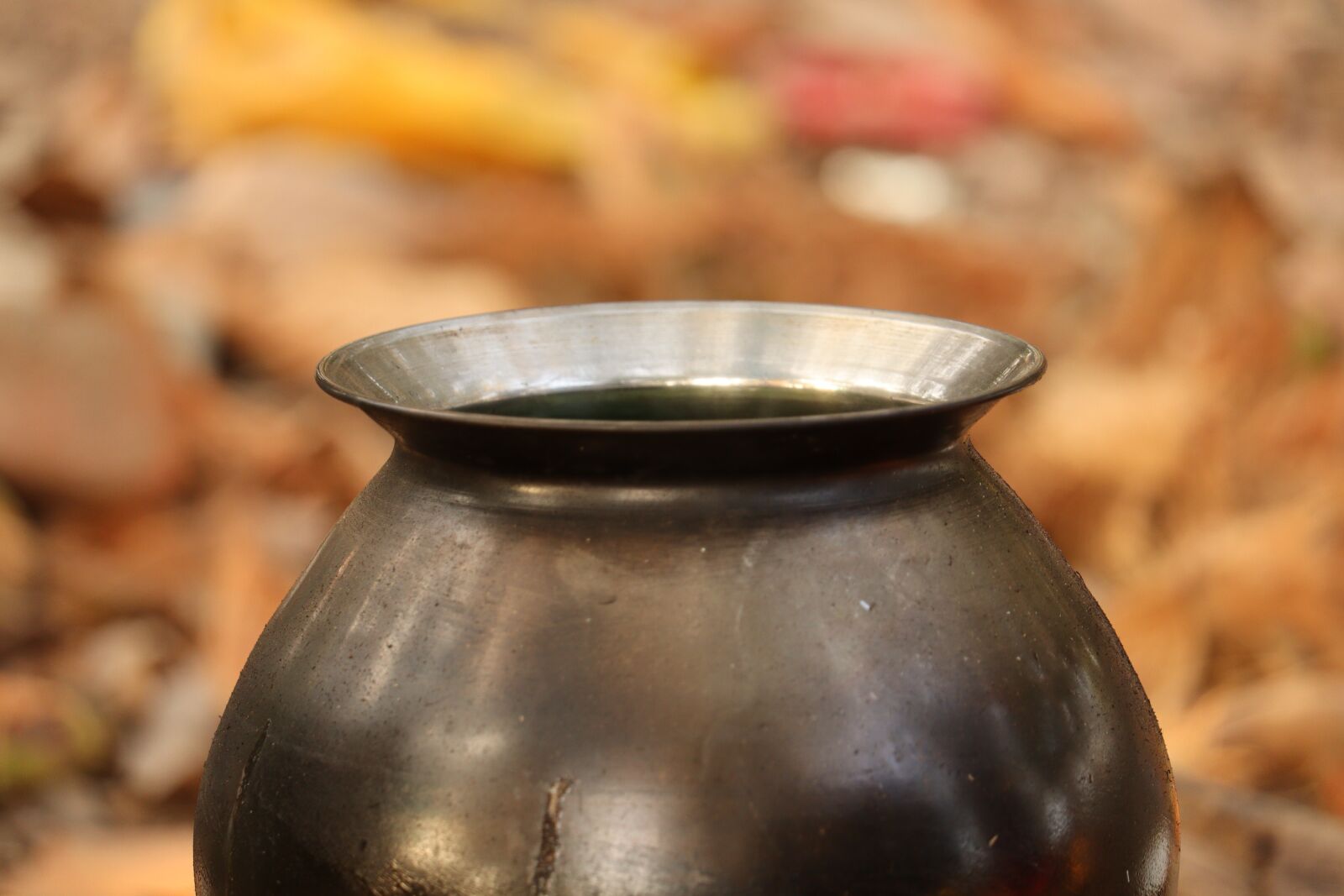 Canon EOS 250D (EOS Rebel SL3 / EOS Kiss X10 / EOS 200D II) sample photo. Pot, yellow, nature photography