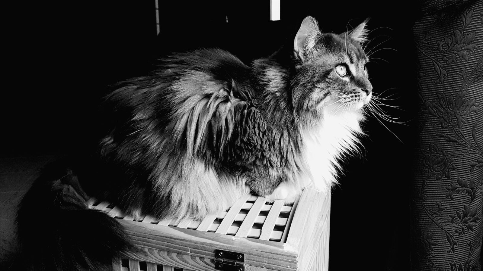 Samsung Galaxy S7 sample photo. Cat, feline, mainecoon photography