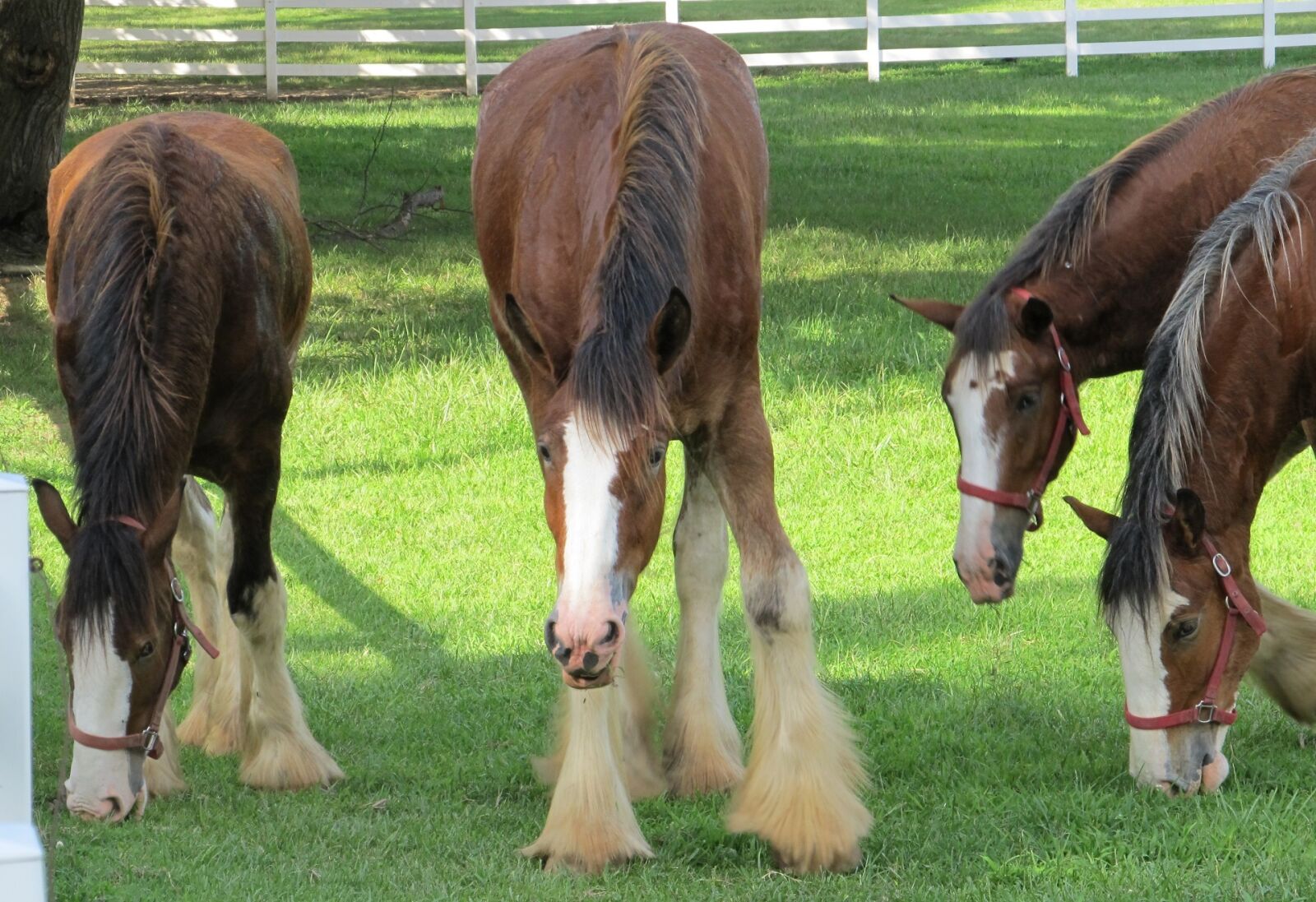 Canon PowerShot SX130 IS sample photo. Clydesdales, horses, purebred photography
