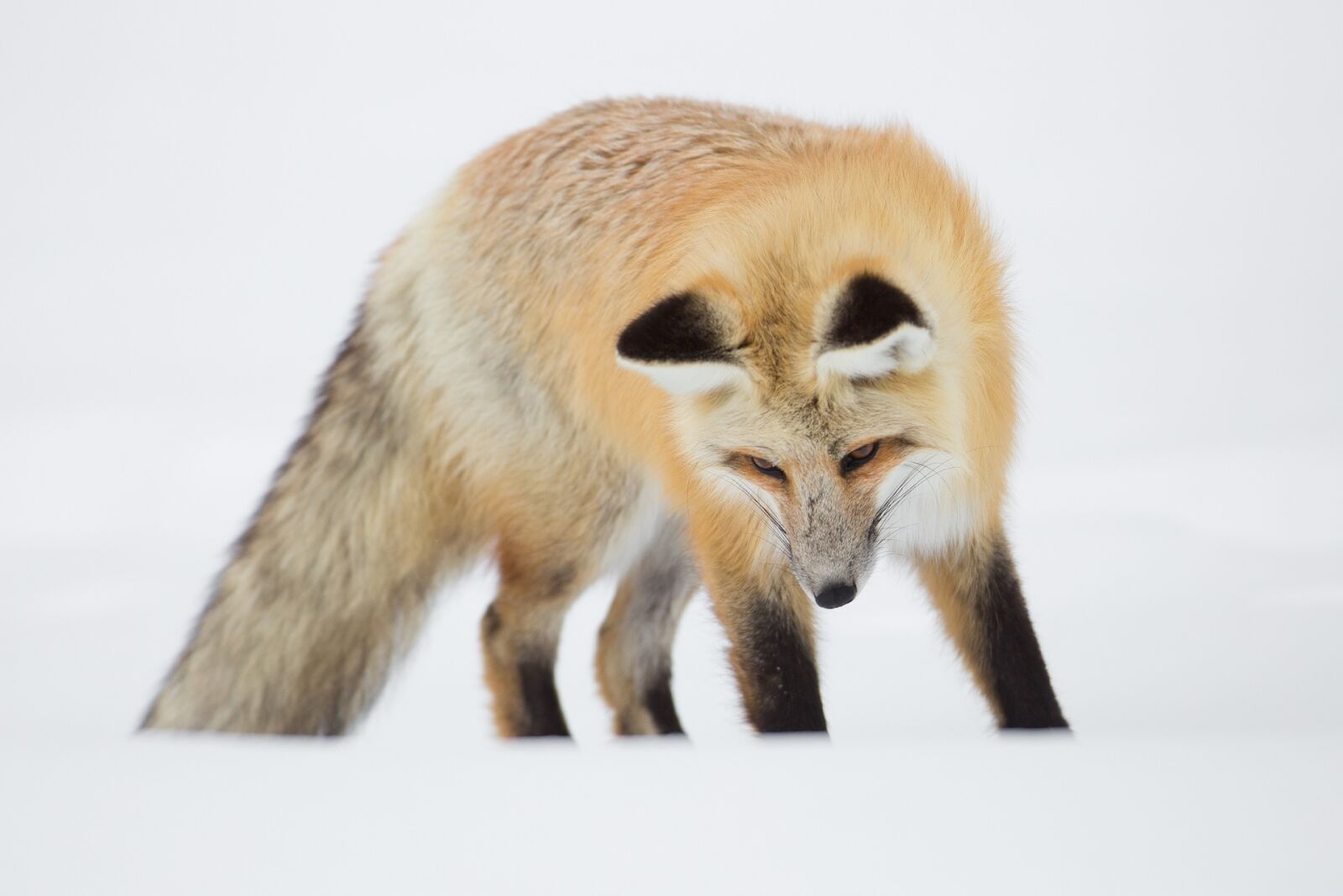 Canon EF 600mm F4L IS USM sample photo. Red fox, portrait, wildlife photography