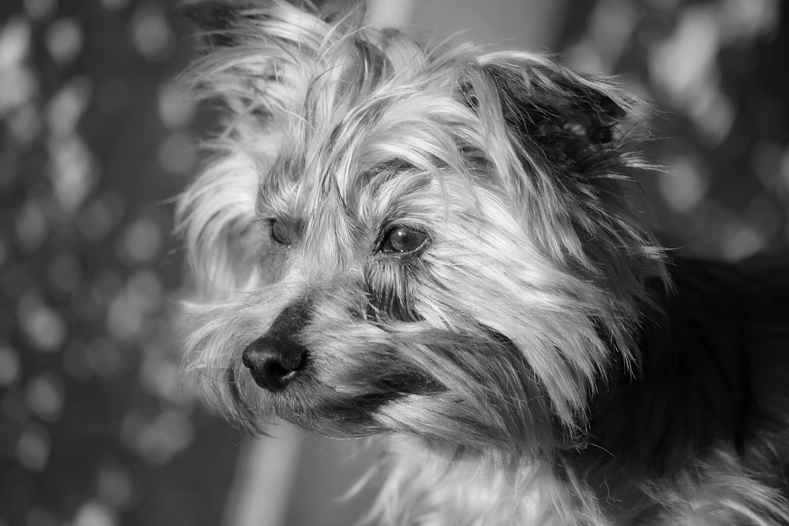 Canon EOS 5D Mark III sample photo. Dog, animal, doggie photography