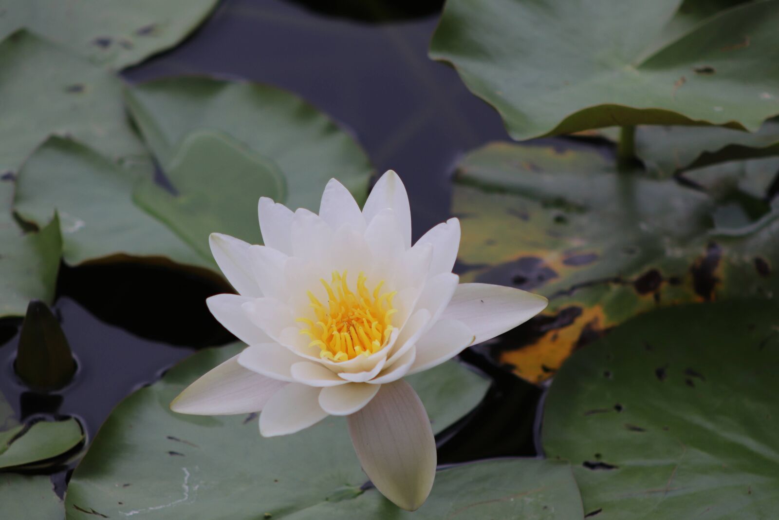 Canon EOS 77D (EOS 9000D / EOS 770D) + EF75-300mm f/4-5.6 sample photo. Pond, flower, water lily photography