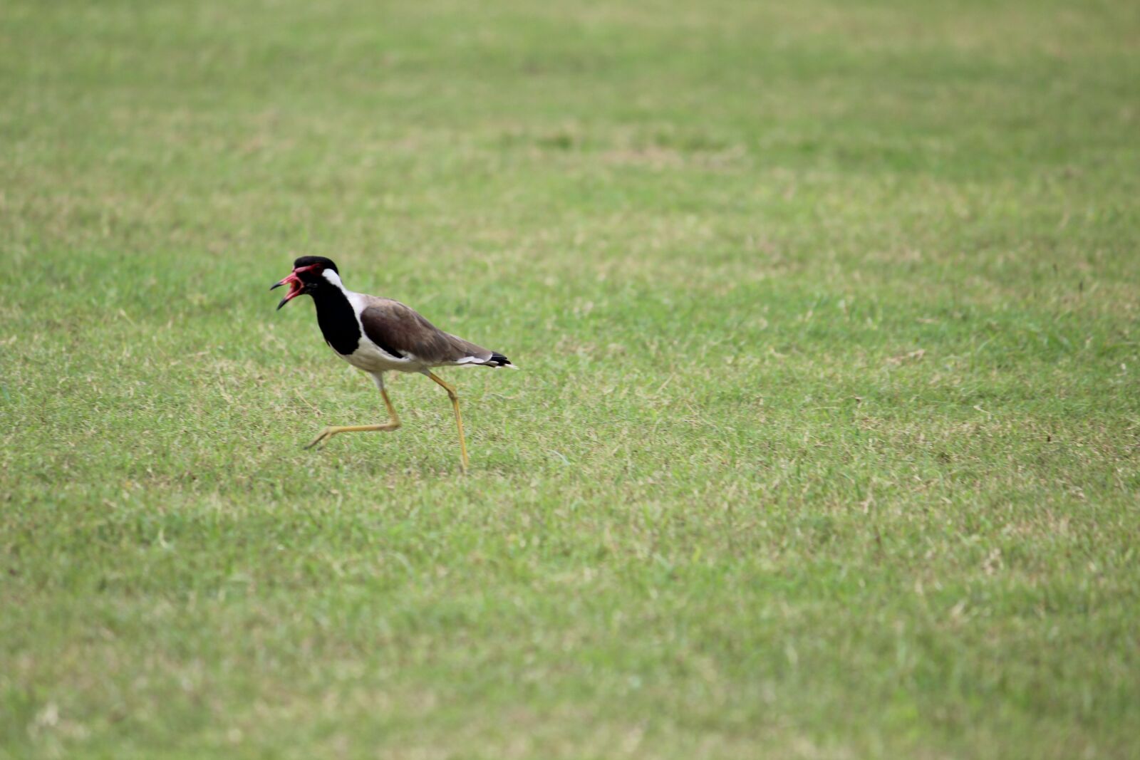 Canon EOS 1200D (EOS Rebel T5 / EOS Kiss X70 / EOS Hi) sample photo. Red-wattled lapwing, vanellus indicus photography