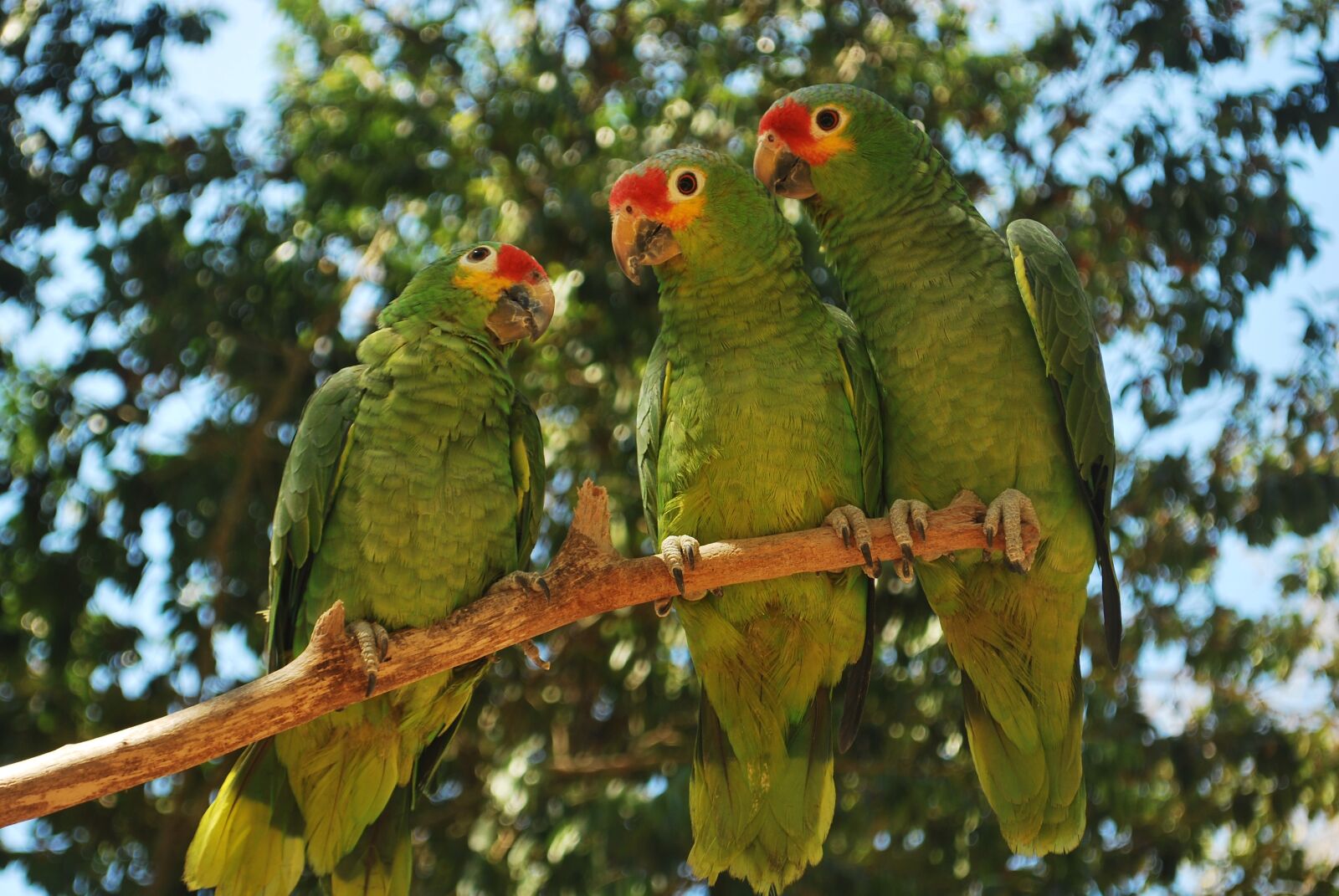Nikon D60 sample photo. Birds, nature, animal photography