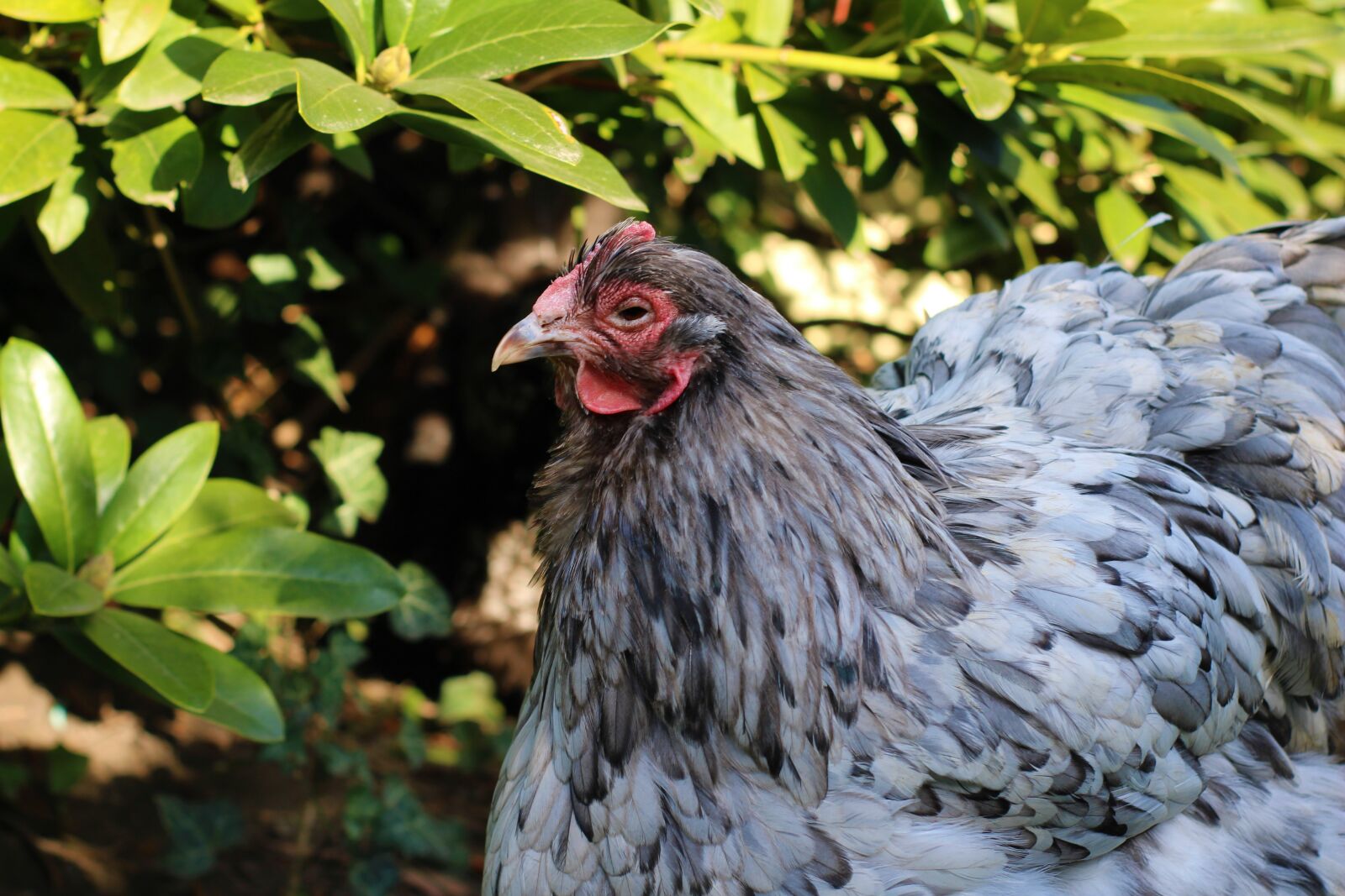 Canon EOS 2000D (EOS Rebel T7 / EOS Kiss X90 / EOS 1500D) sample photo. Chicken, hen, poultry photography
