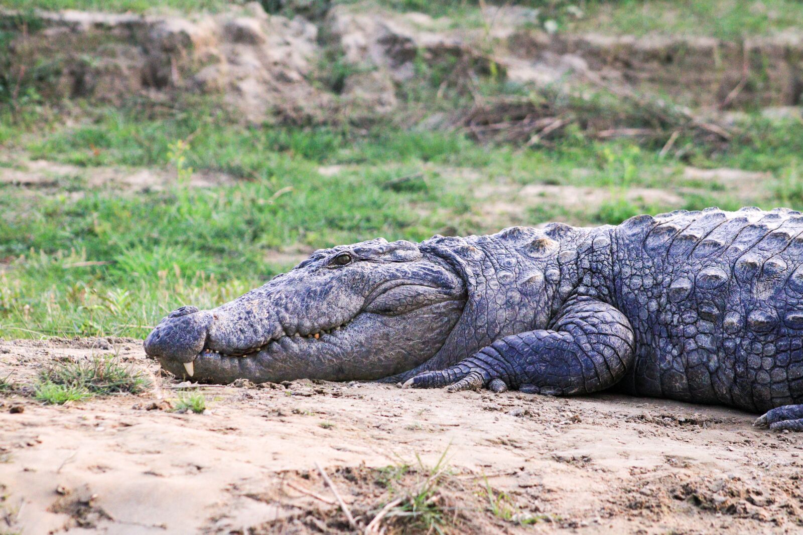 Canon EOS 750D (EOS Rebel T6i / EOS Kiss X8i) sample photo. Crocodile, animal, wildlife photography
