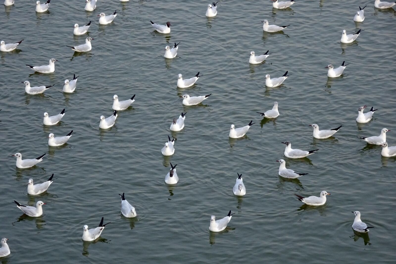 Sony Cyber-shot DSC-HX90V sample photo. Gull, bird, black-headed gull photography