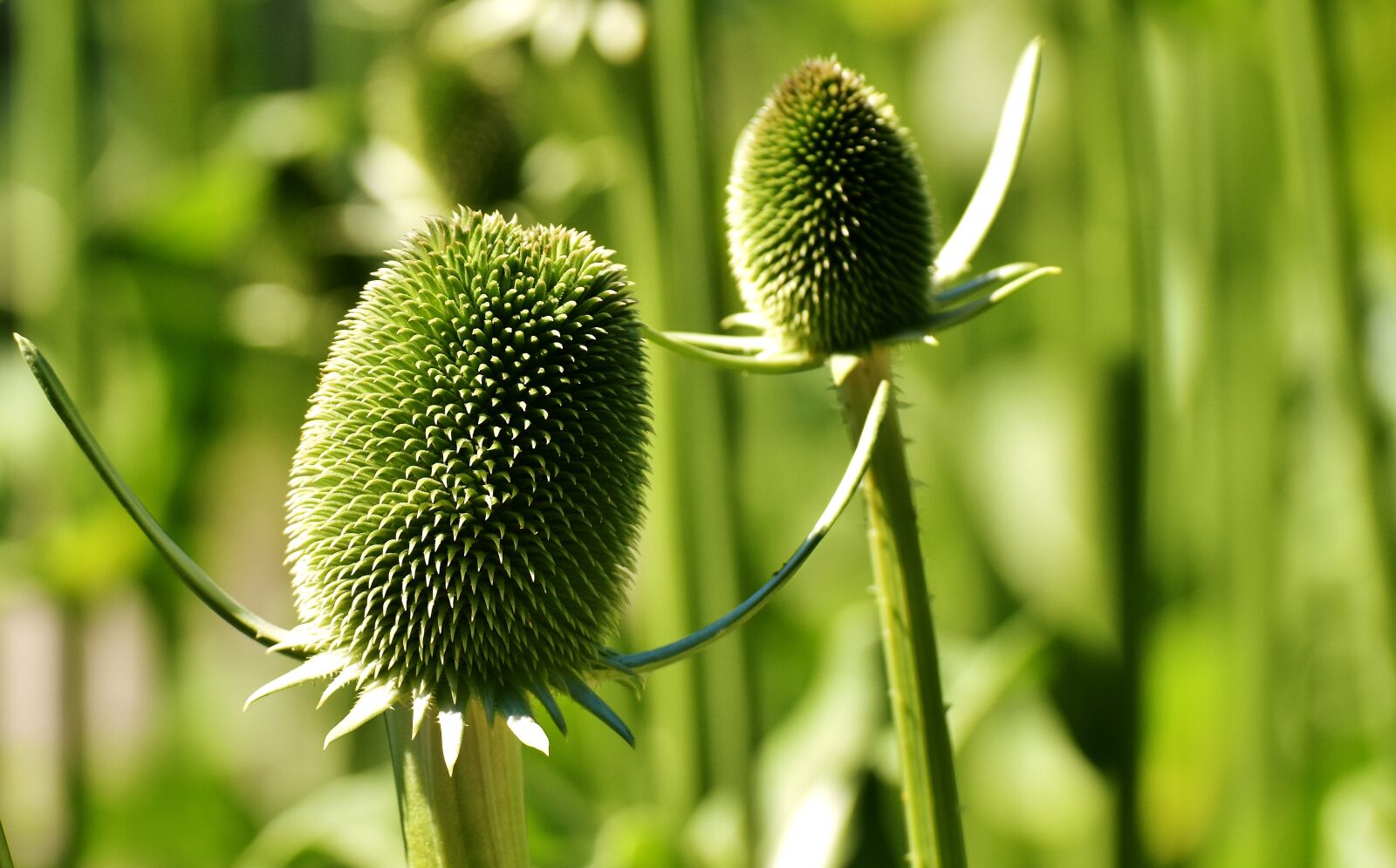 Nikon D7200 sample photo. Plant, green, nature photography