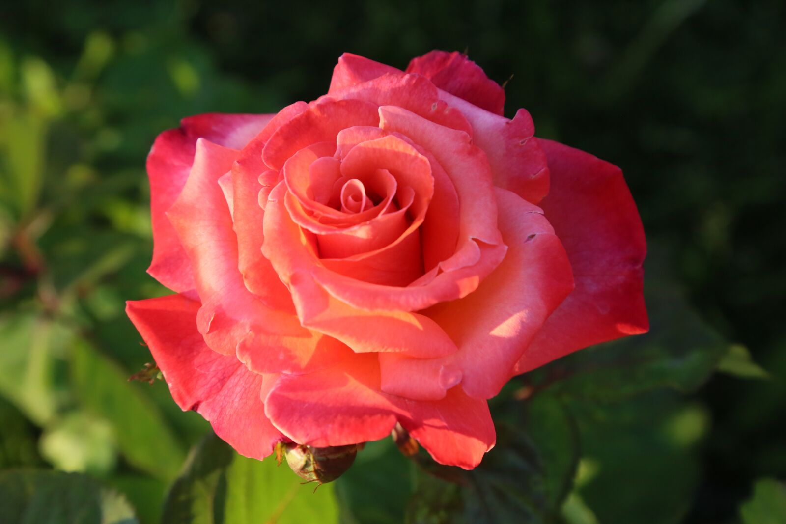 Canon EF 24-105mm F4L IS USM sample photo. Rose, red, nature photography