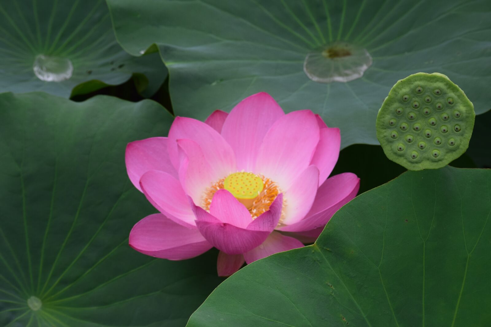Nikon D5300 sample photo. Lotus, flower, lotus leaf photography