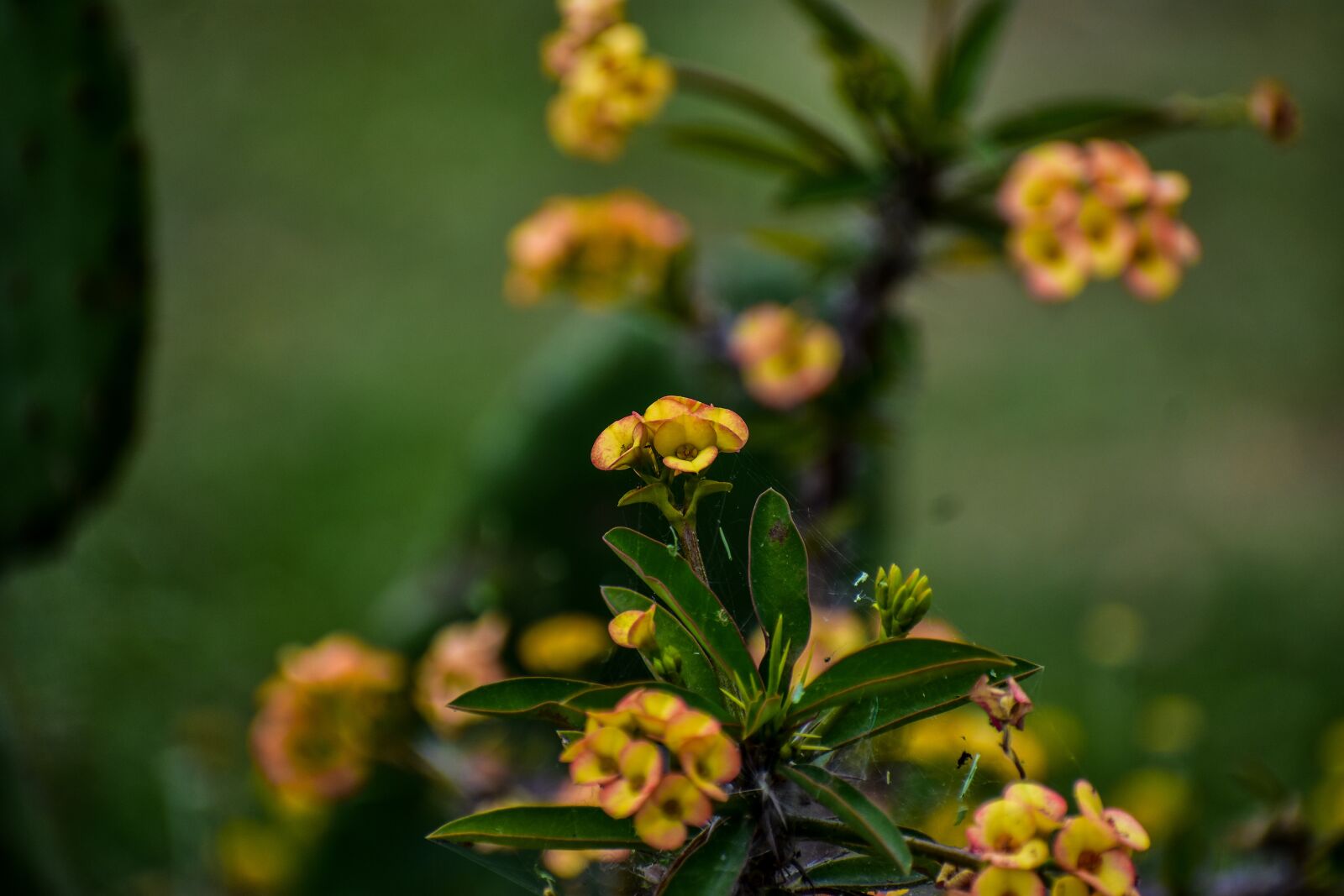 Nikon D3400 sample photo. Flower, small, yellow photography