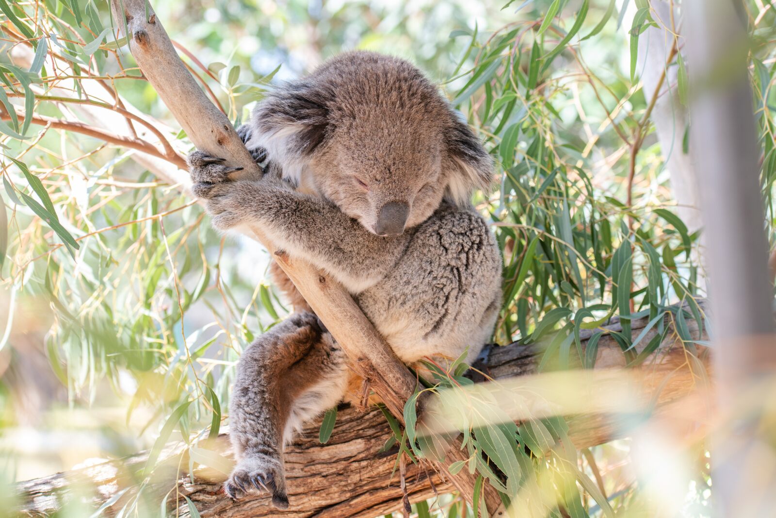 Nikon D850 sample photo. Koala, marsupial, herbivore photography