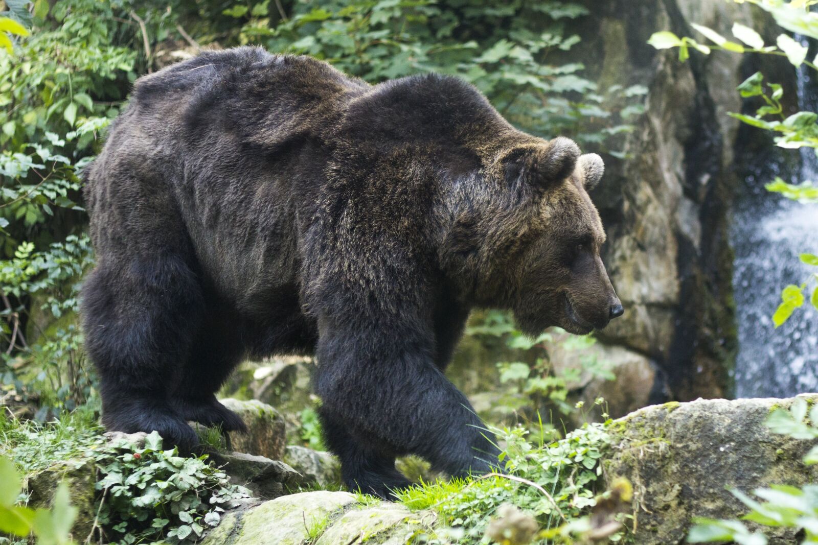 Canon EOS 60D + Canon EF 50mm F1.8 II sample photo. Brown bear, bear, furry photography