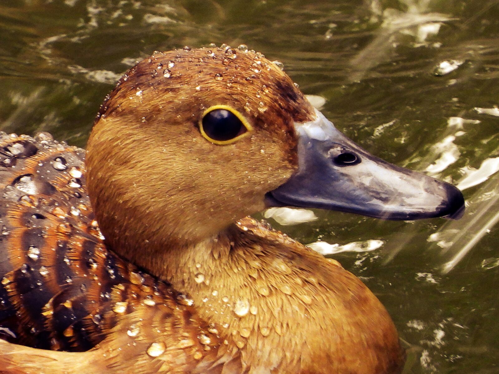 Nikon Coolpix P1000 sample photo. Duck water, the duck photography