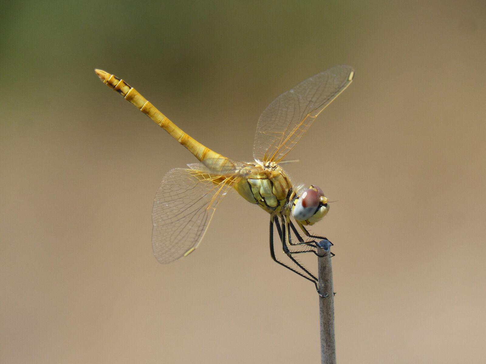 Panasonic DMC-FZ62 sample photo. Dragonfly, yellow dragonfly, cordulegaster photography
