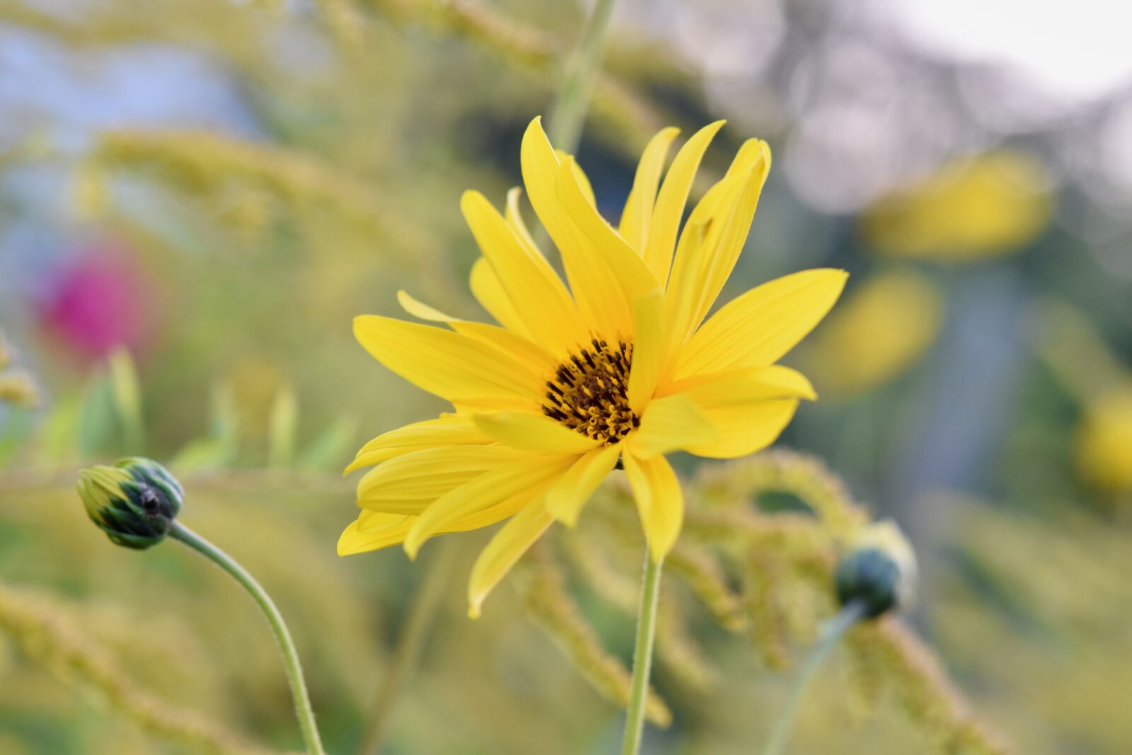 Nikon D5600 sample photo. Flower, flower yellow petals photography