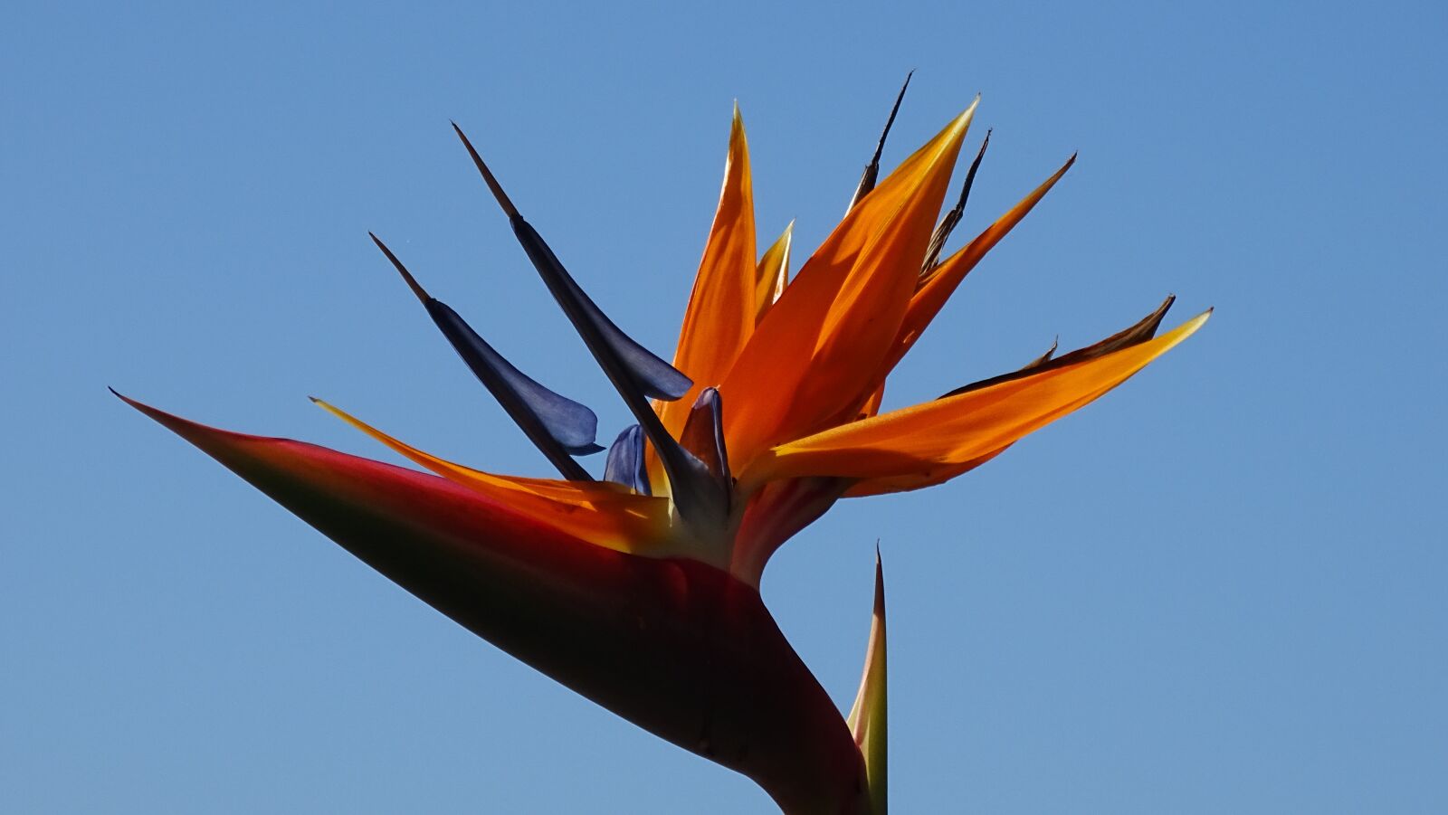 Sony Cyber-shot DSC-HX400V sample photo. Flora, flowers, orange photography