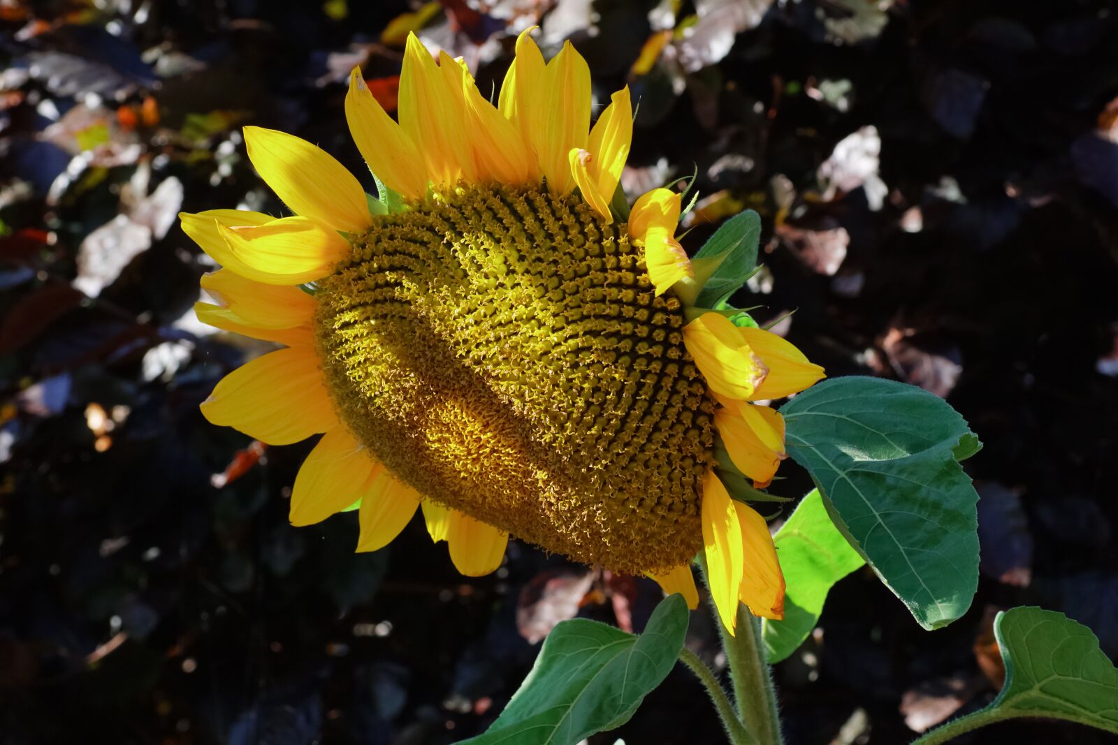 Sony SLT-A68 sample photo. Sunflower, bloom, late summer photography