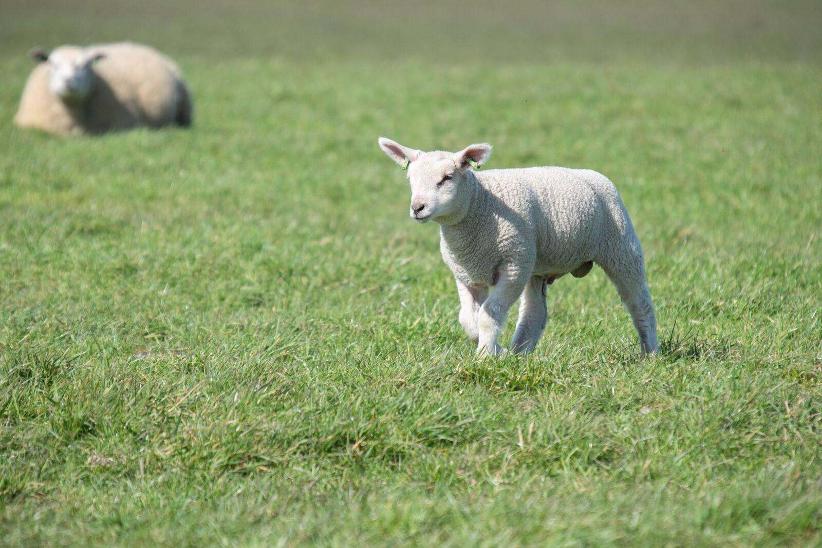 Nikon D600 sample photo. Sheep, lamb, farm photography