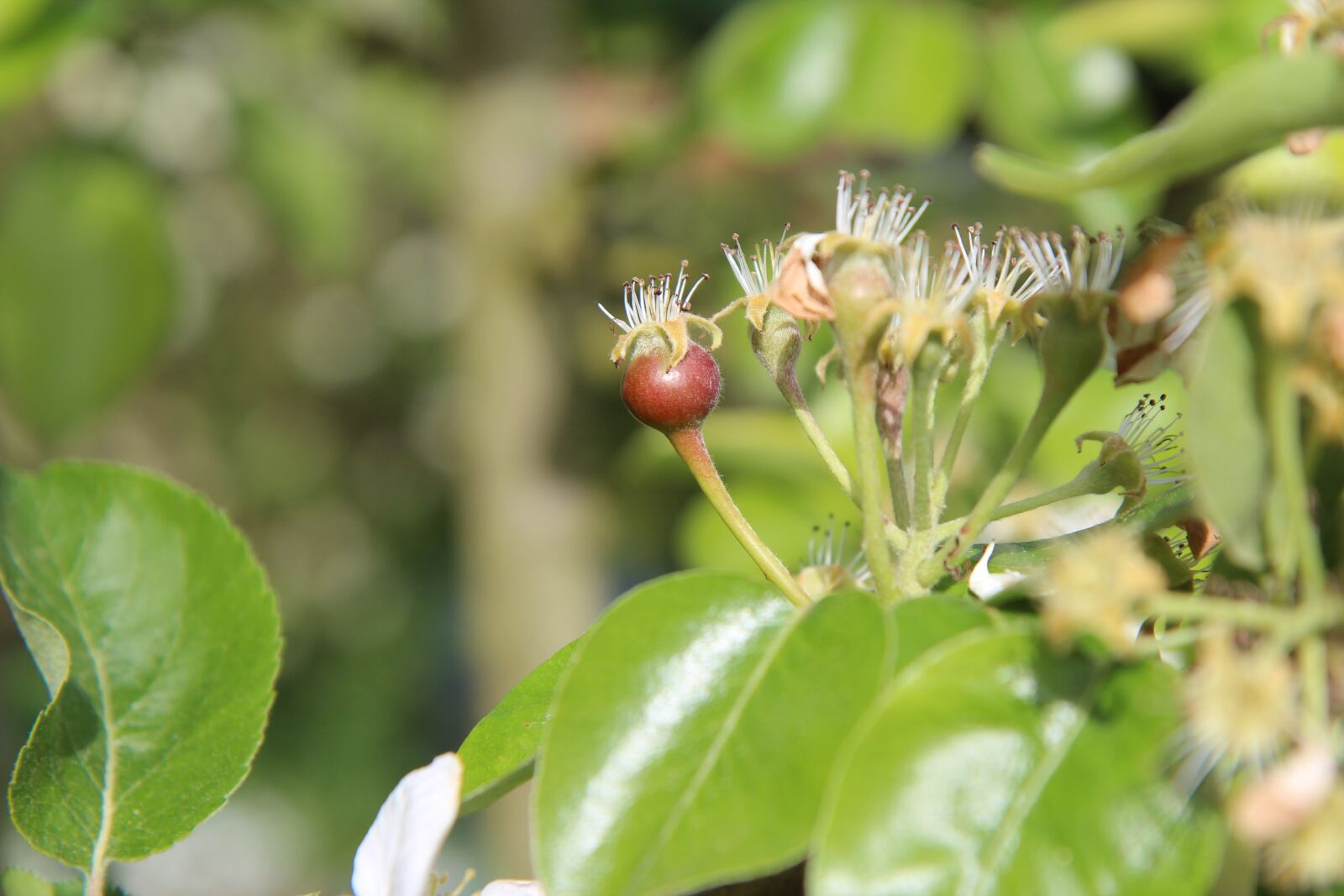 Canon EOS 600D (Rebel EOS T3i / EOS Kiss X5) sample photo. Poirier, small pear, garden photography