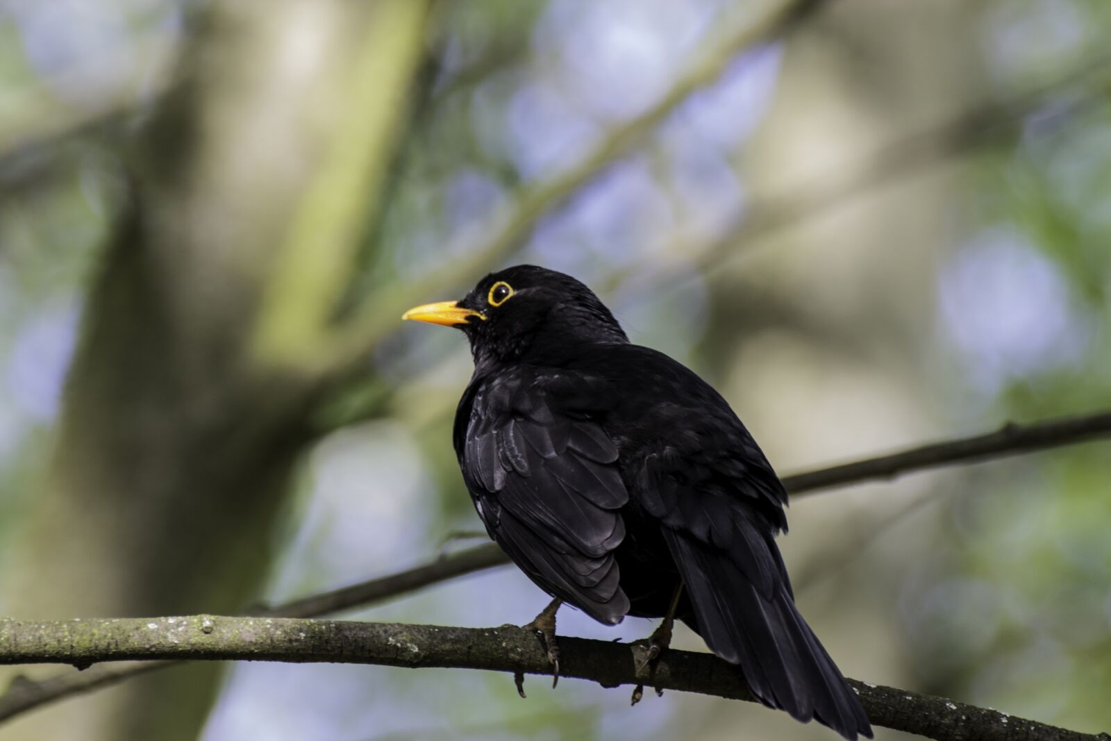 Canon EOS 600D (Rebel EOS T3i / EOS Kiss X5) sample photo. Bird, blackbird, black photography