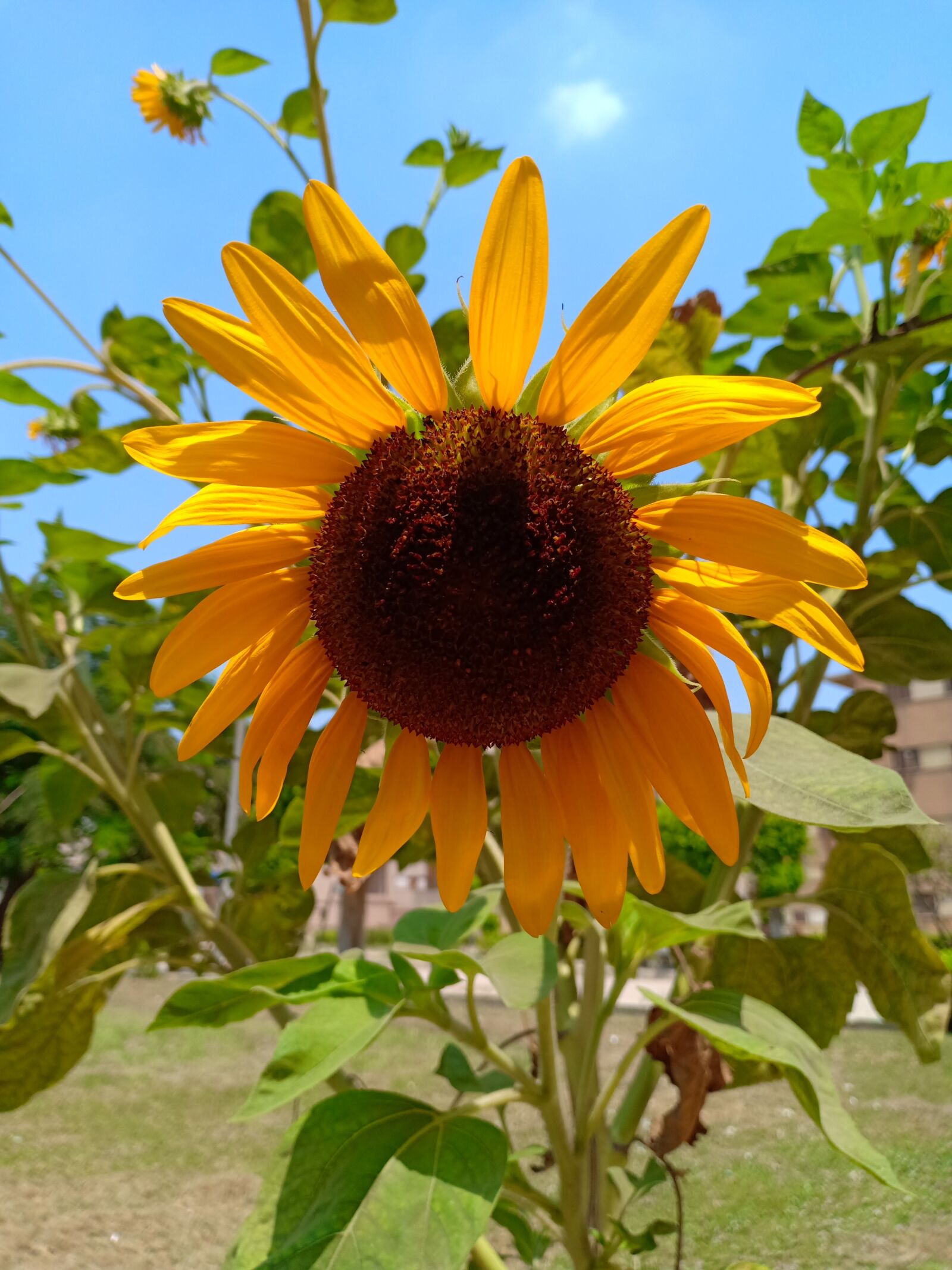 OPPO F7 sample photo. Sunflower, nature, sky photography